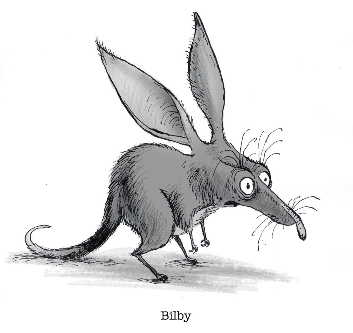 bilby.jpg