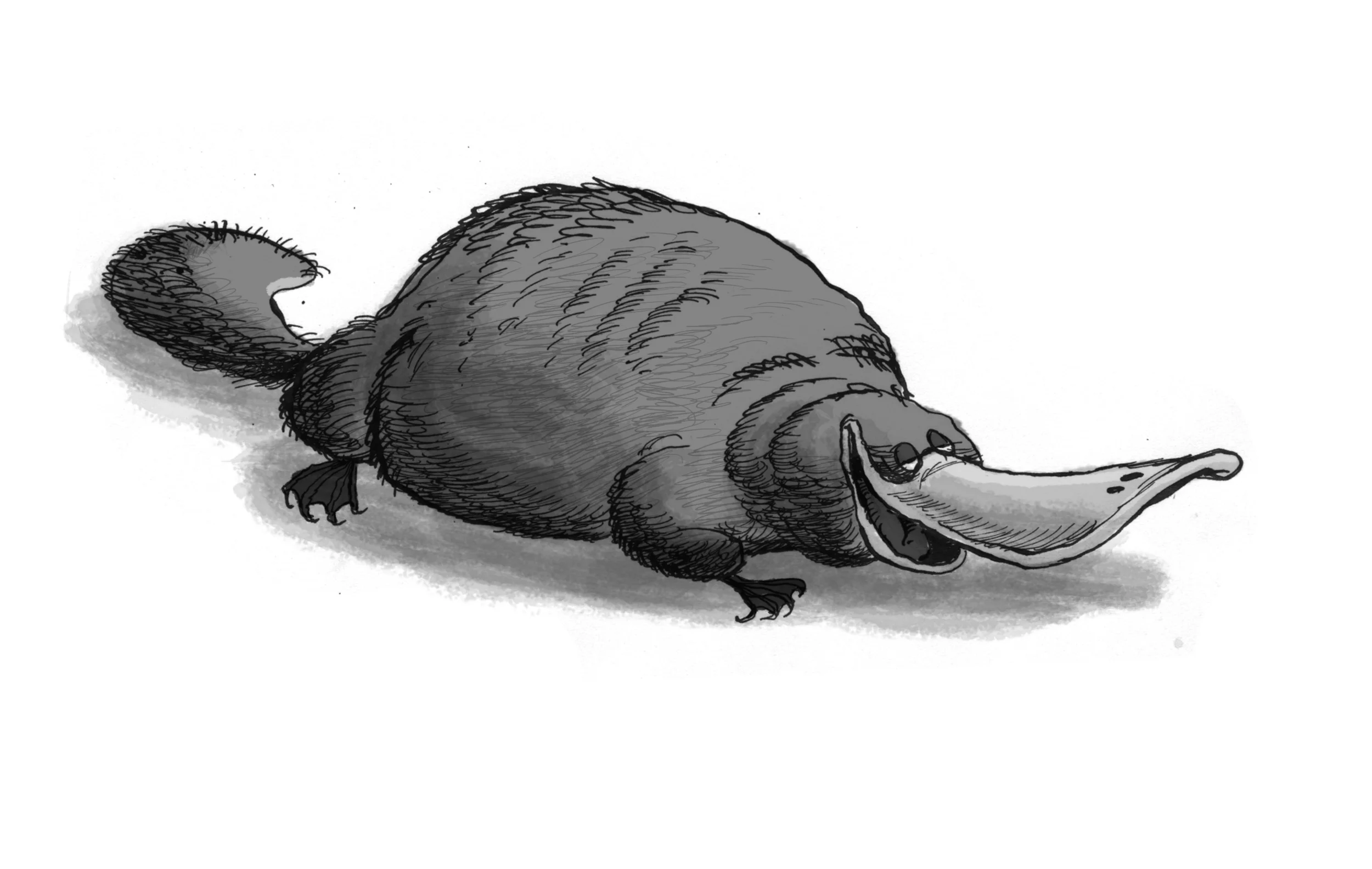 platypus.jpg