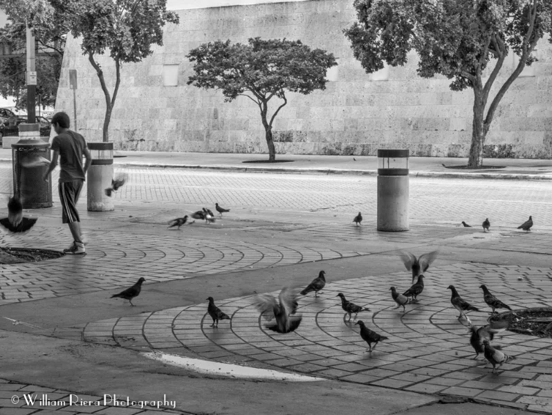 Boy playing with pigeons...