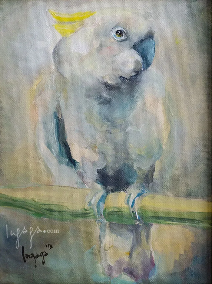WHITE COCKATOO 18 x 20cm Oil on linen / 2014