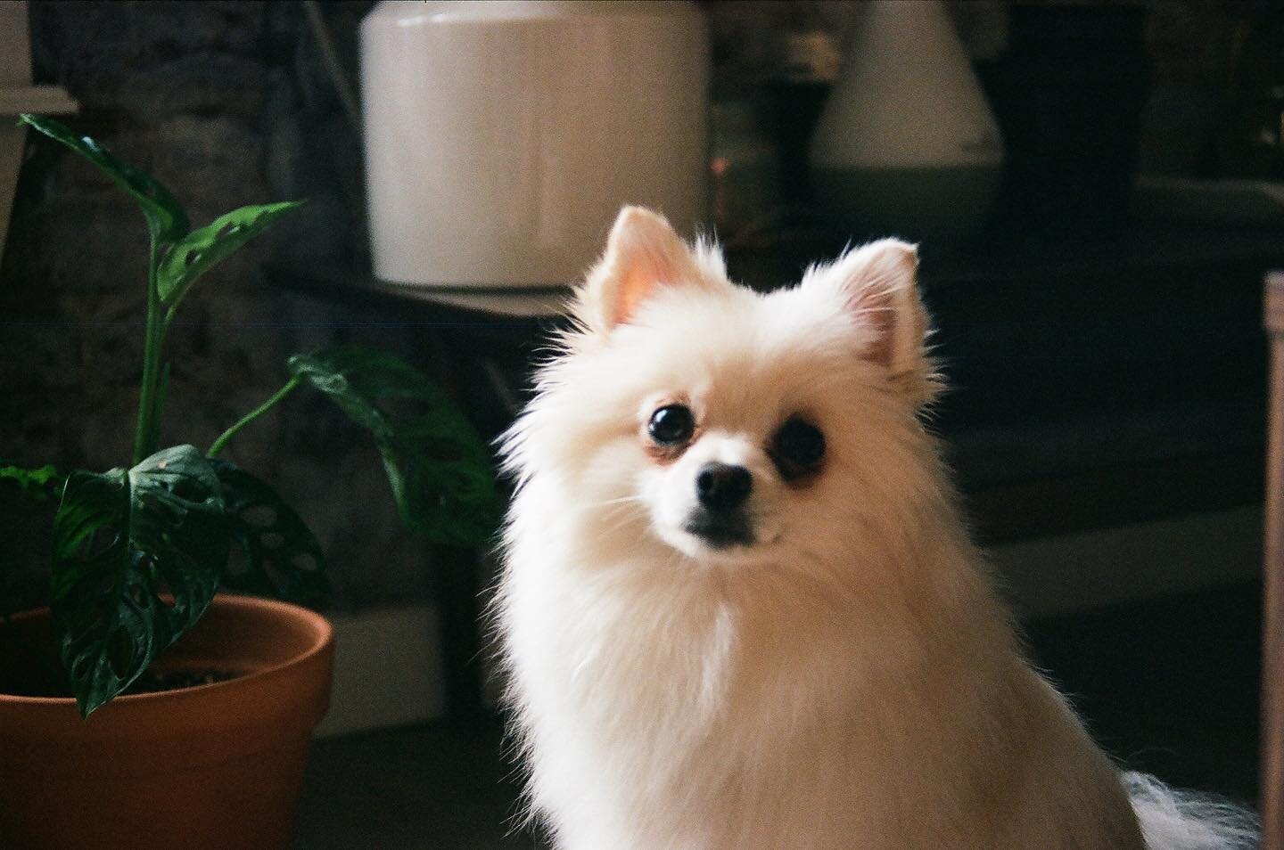 HAPPY BIRTHDAY TO MY SMOOSHY!!!! terrible twos, let&rsquo;s go lil one!

ty auntie @maiavanzandt for testing her film camera on the baby! 🐕