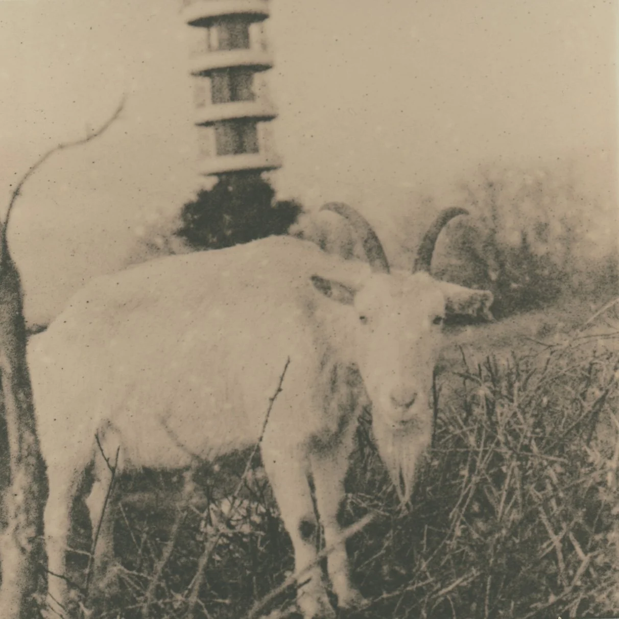 Cat.003 | Street Goat - Lith Process | 120 film | Kodak Tri-X | Digital file from original negative