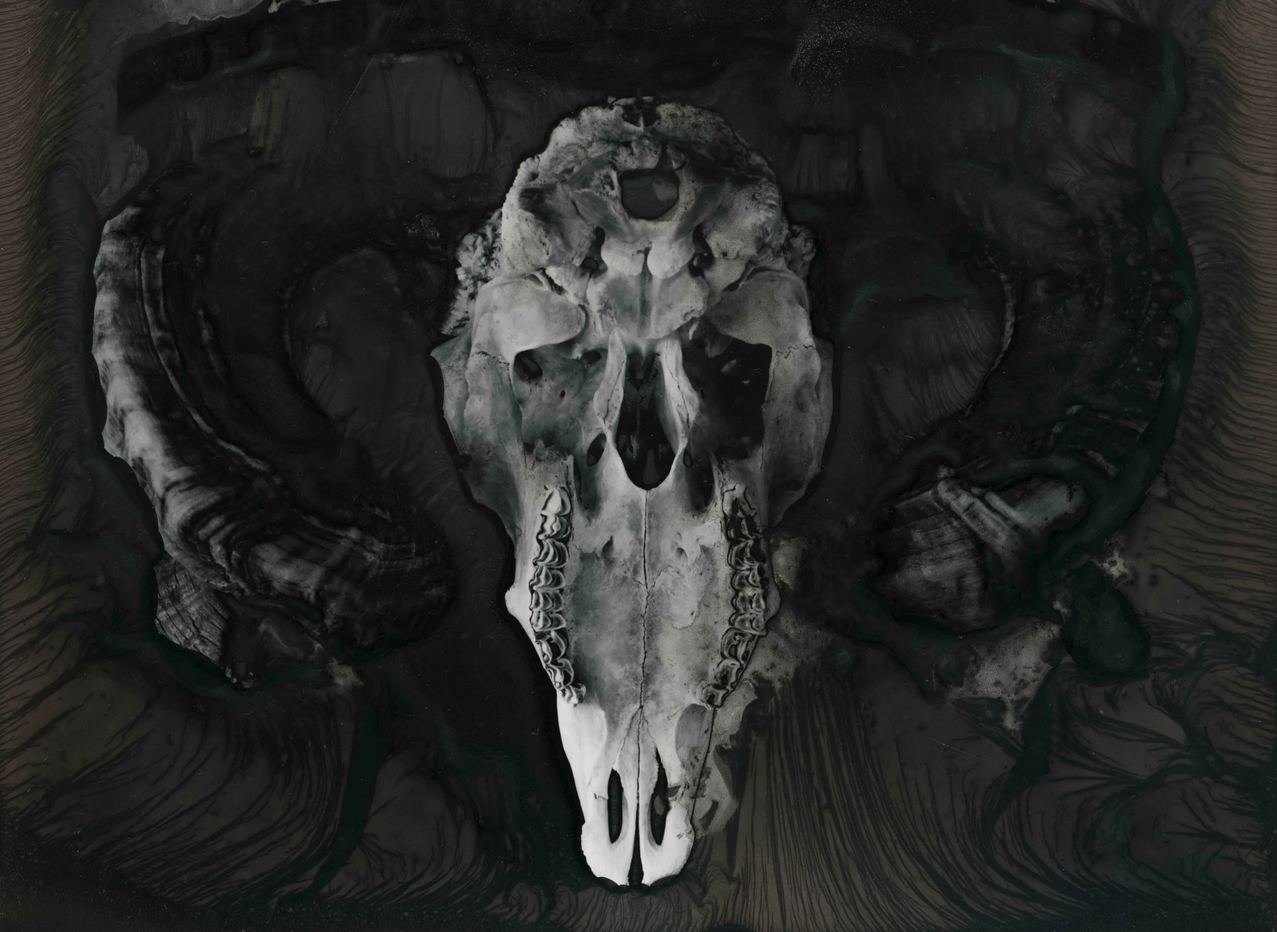 Cat.004 | Ram Head - Mordancage Process | 10x8 film | Digital file from original negative