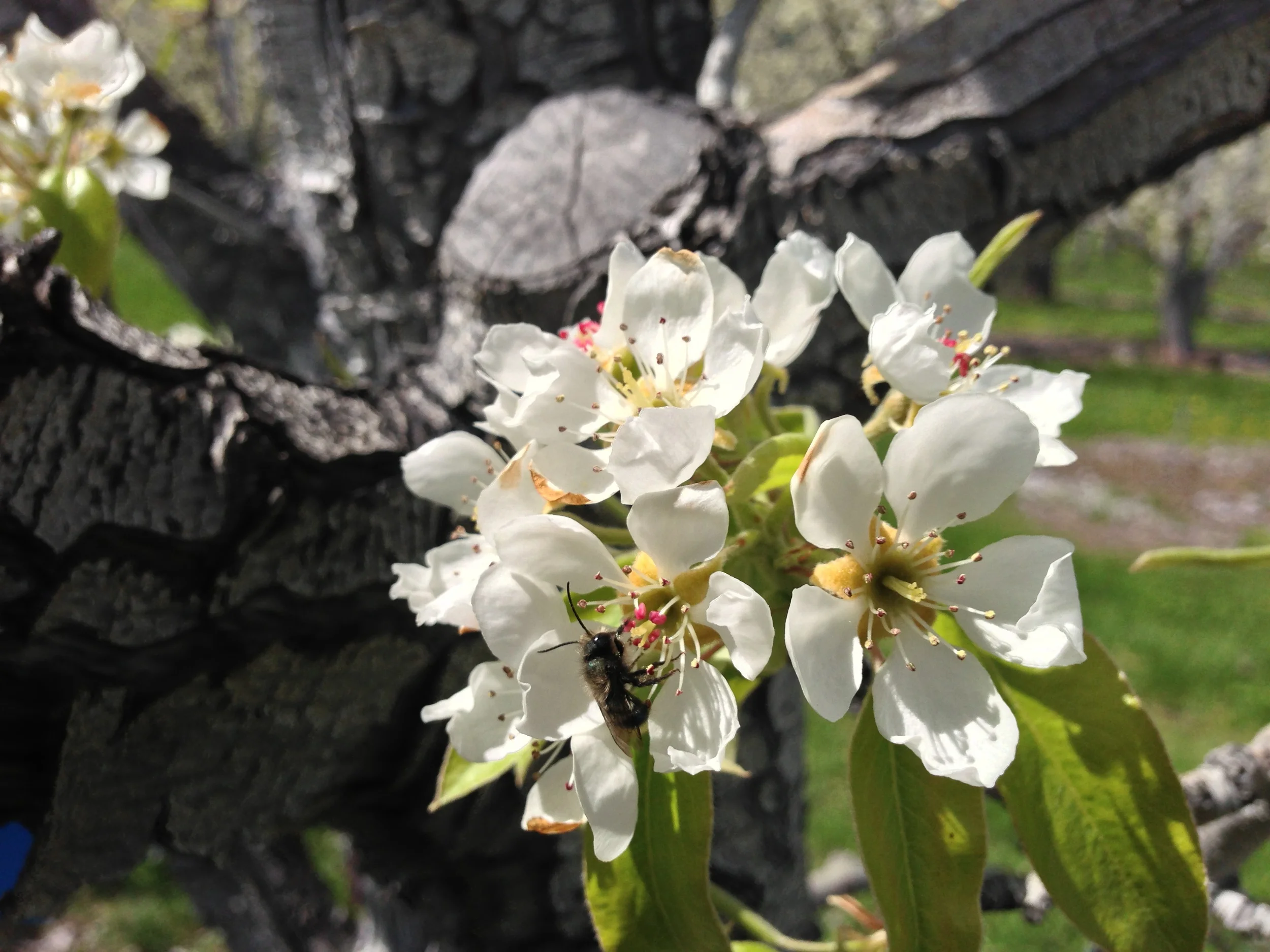 Pear orchard with mason bees.JPG