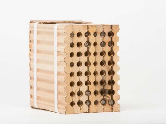 Bees-6477.jpg
