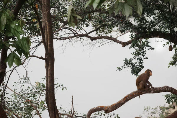 ©Shen Wei - Monkey, 2015. From Between Blossoms series. Chromogenic Print. 30x45 Inches.