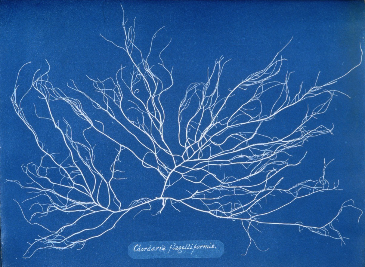 Page from Photographs of British Algae (1843) by Anna Atkins (courtesy the New York Public Library )