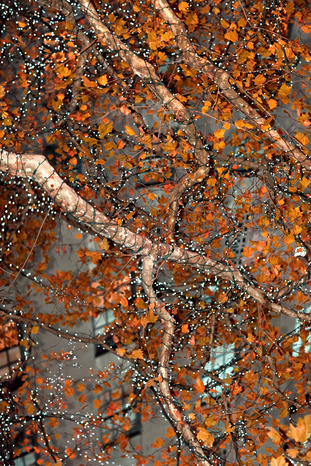 Nature Fabricated-01.jpg
