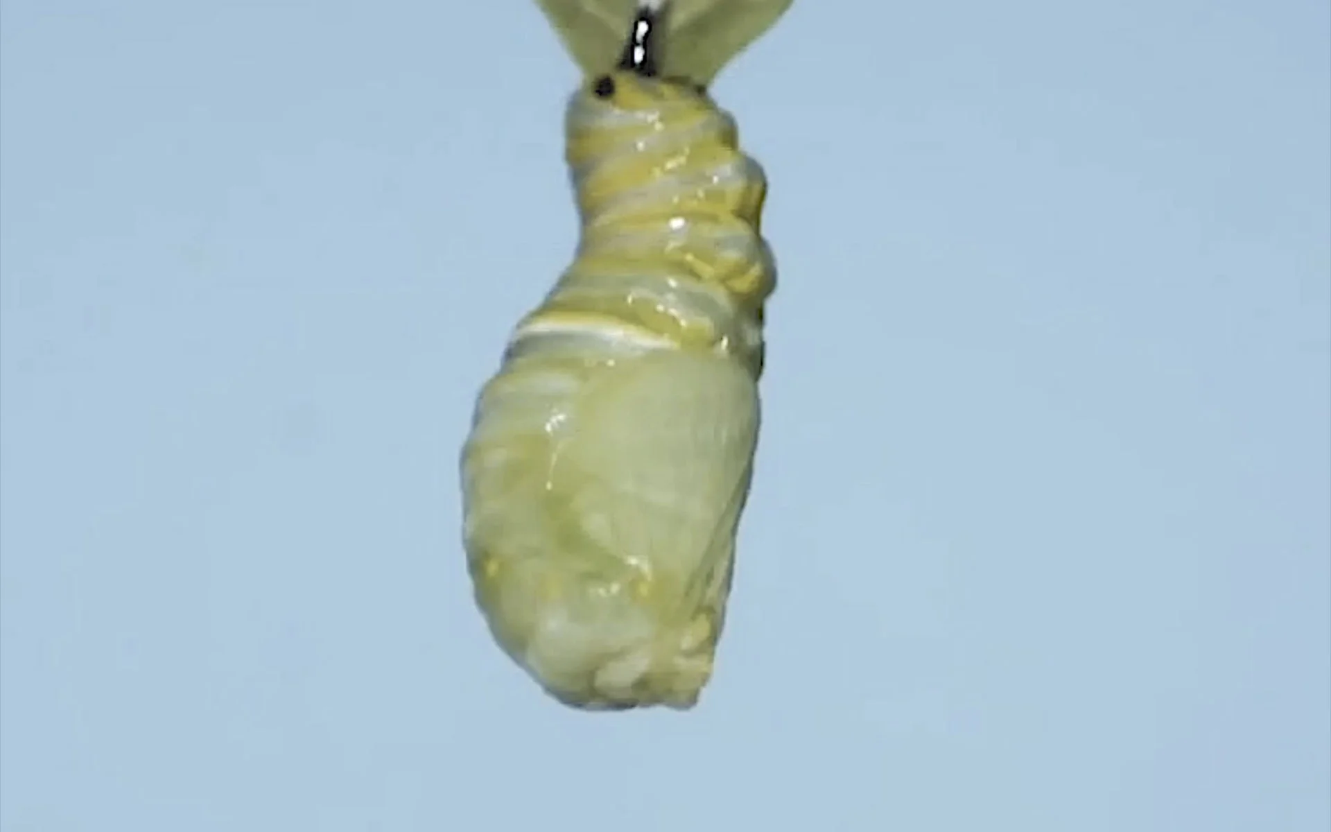 Stage 3: I Am Inside the Pupa Duration 14:57