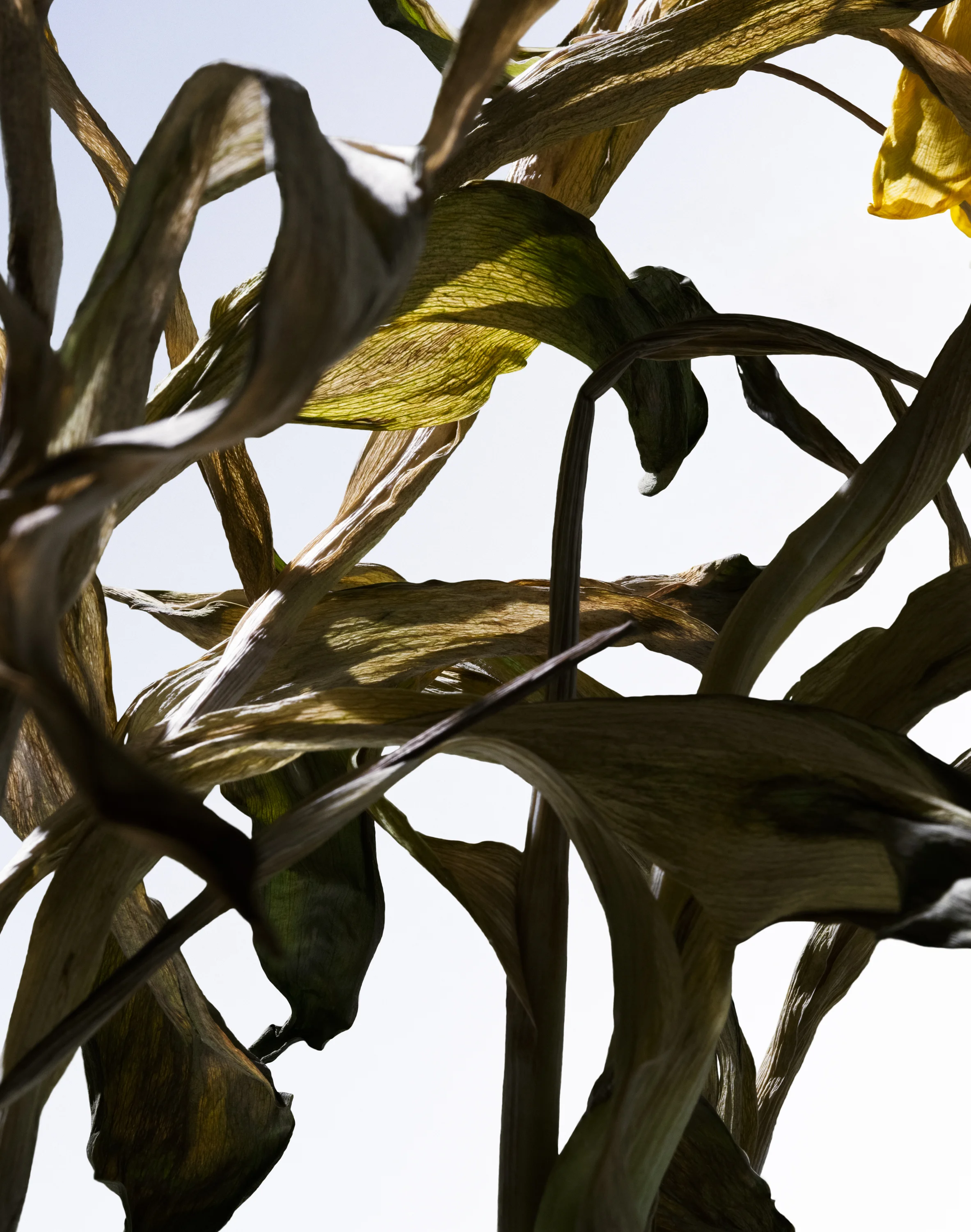 Branch 12.625 x 16 inches 2019