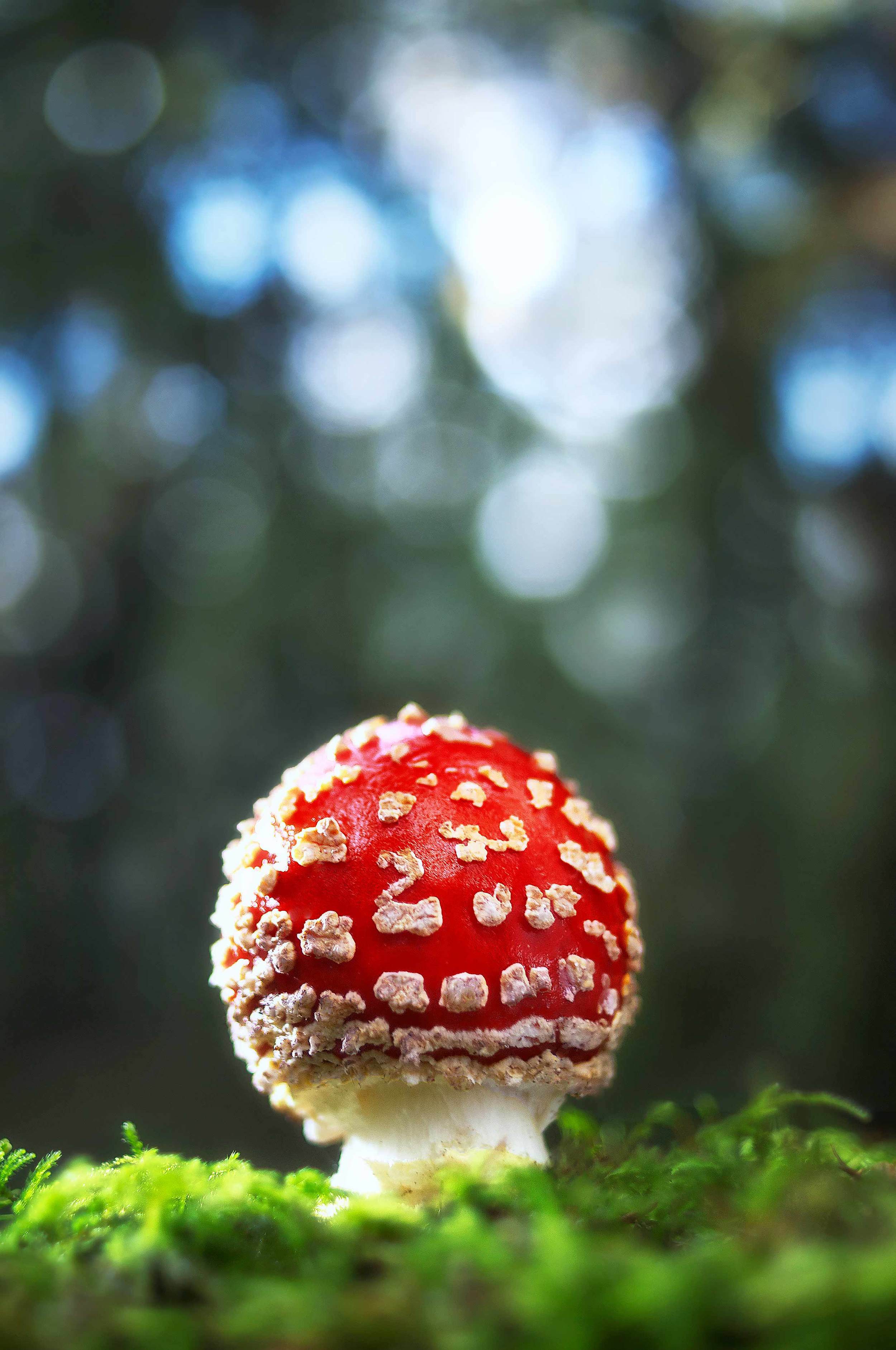 Amanita-muscaria4.jpg