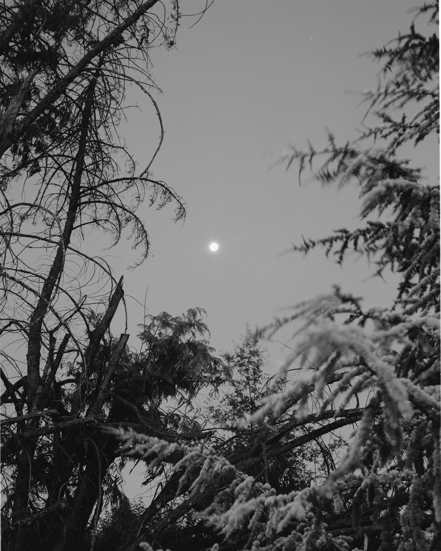 Through the trees near the Mendocino Complex Fire.