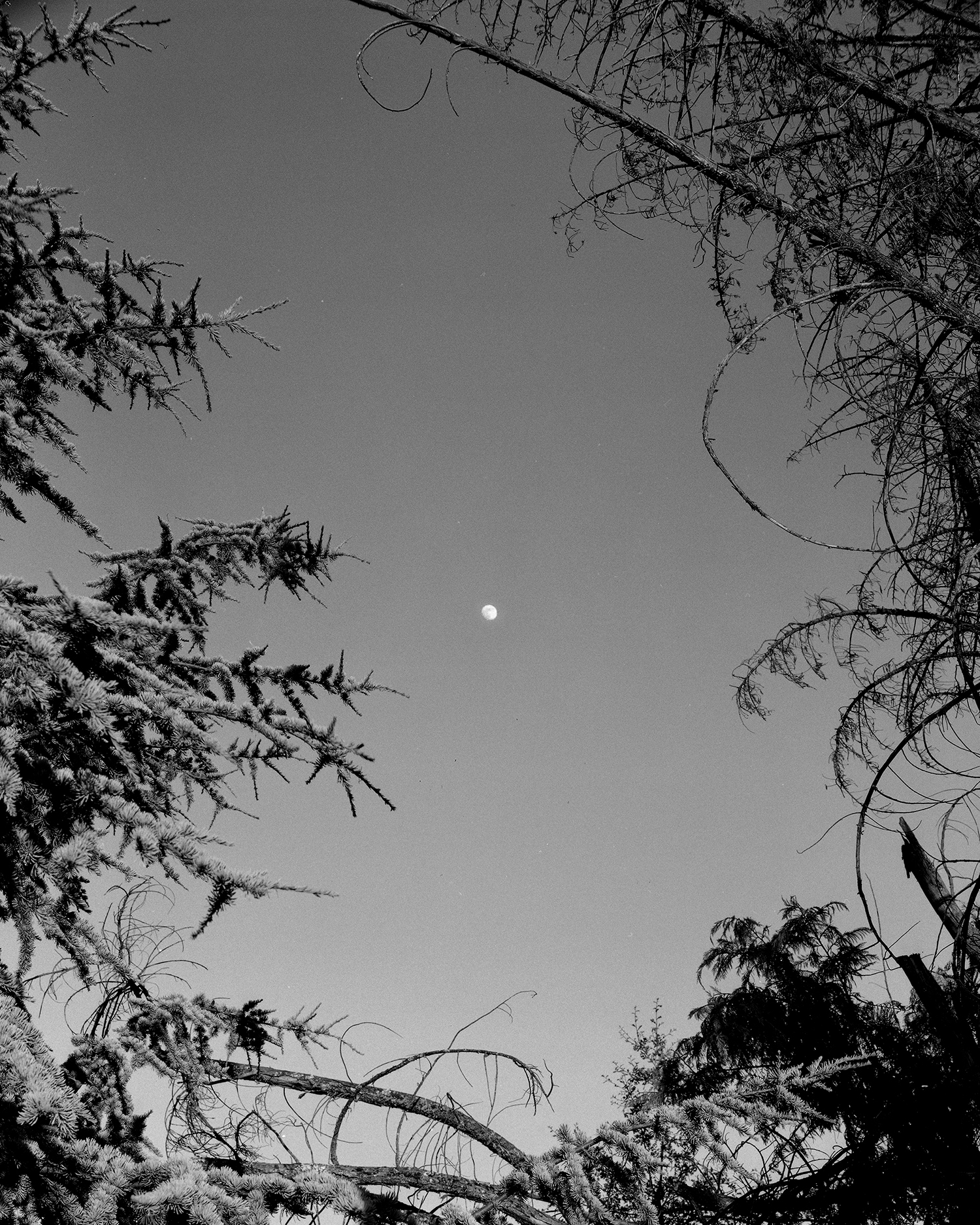 Through the trees near the Mendocino Complex Fire.