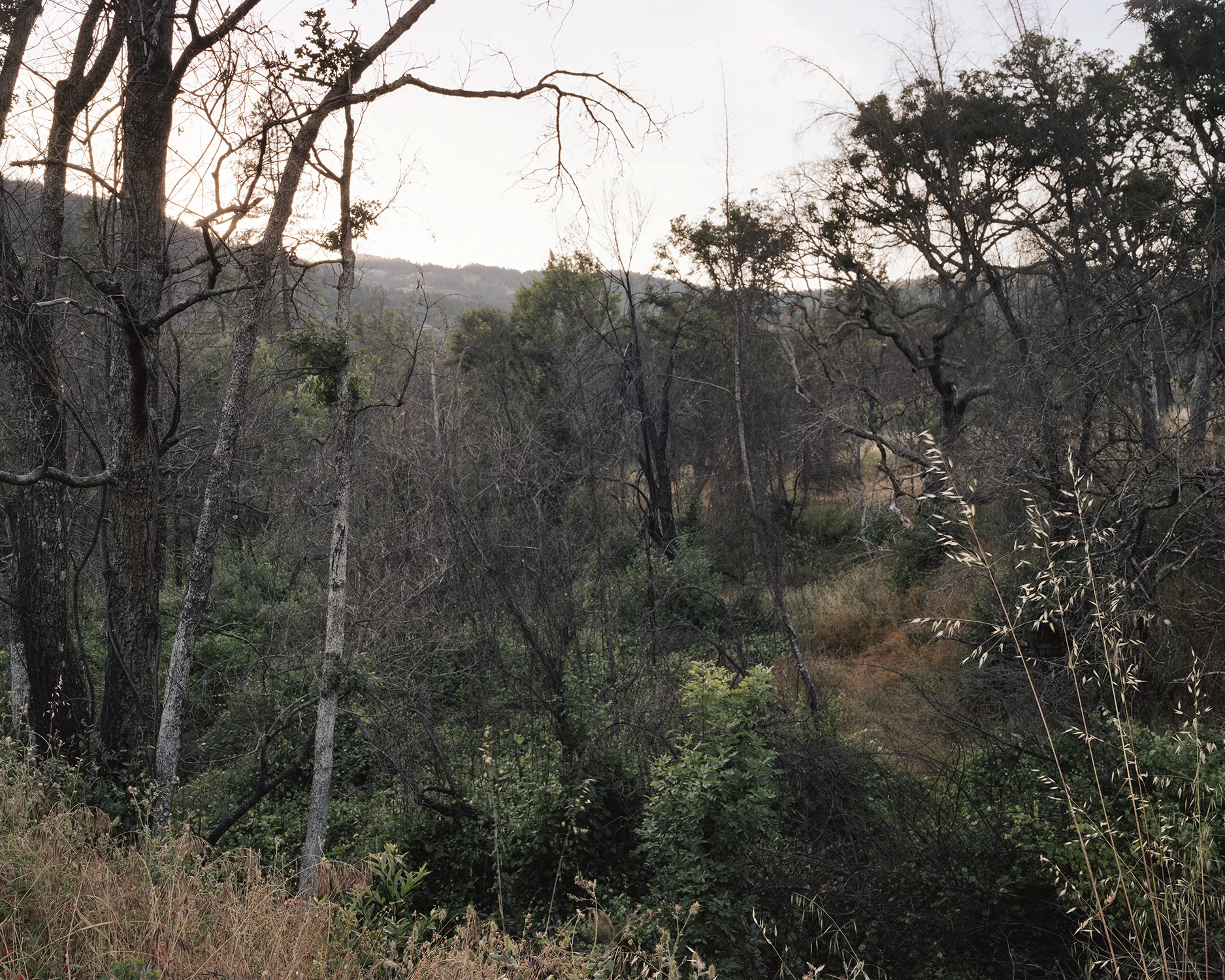 Regrowth after the Mendocino Complex Fire.