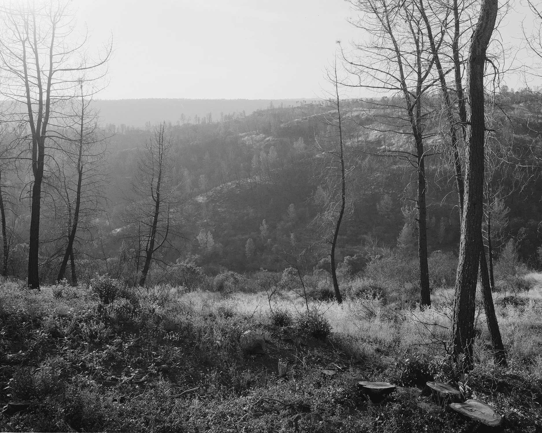 Paradise ridges.