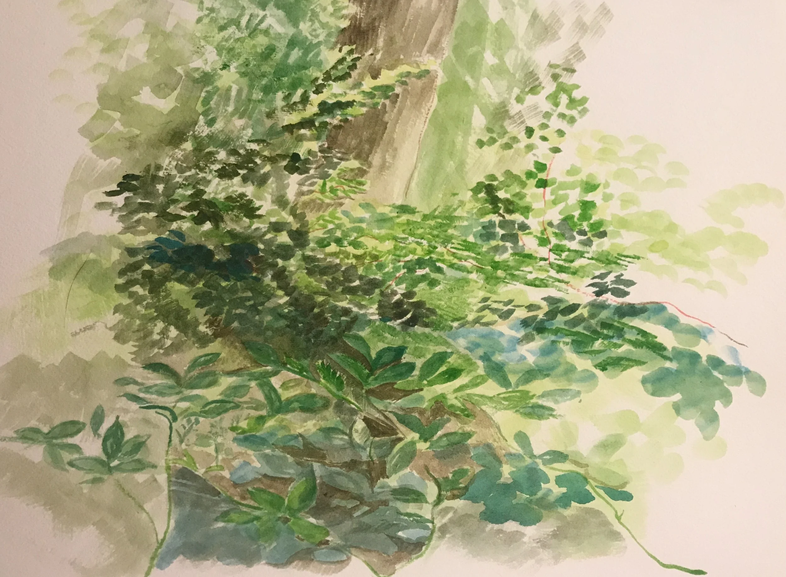 blackberries