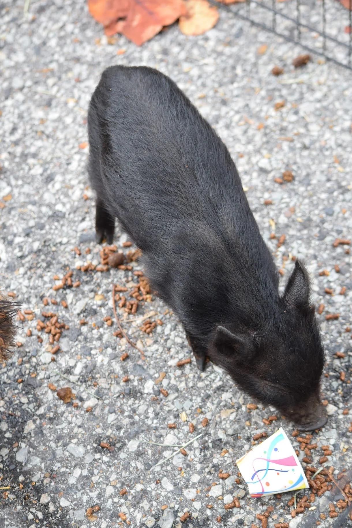 DSC_0294.JPG