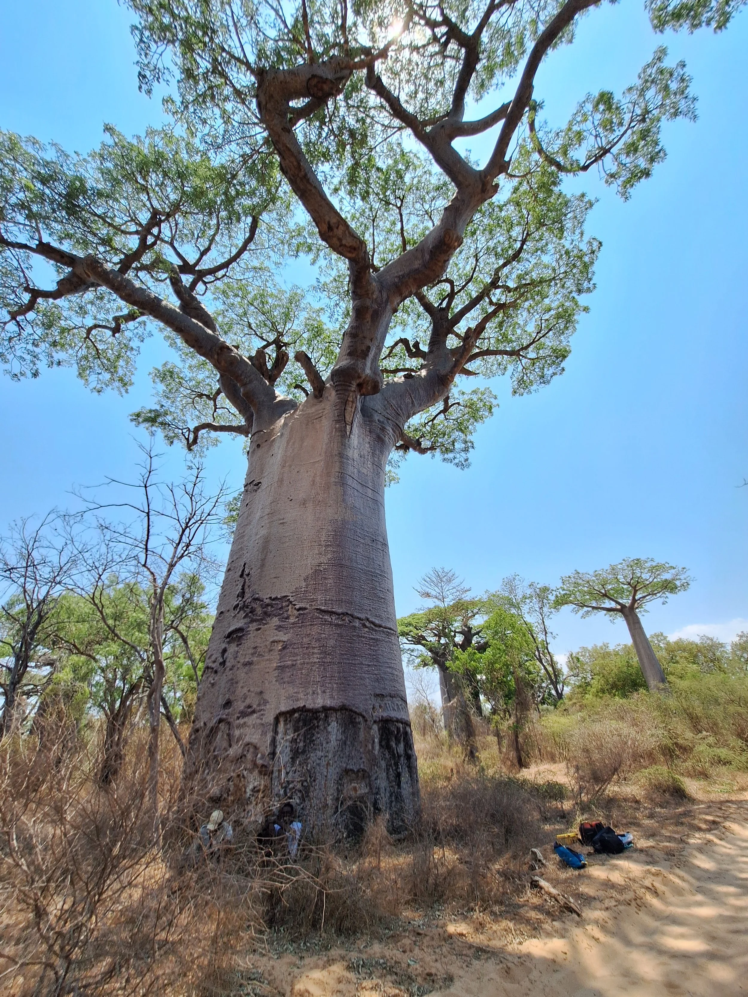 AroBaobab_20231123_111137.jpg
