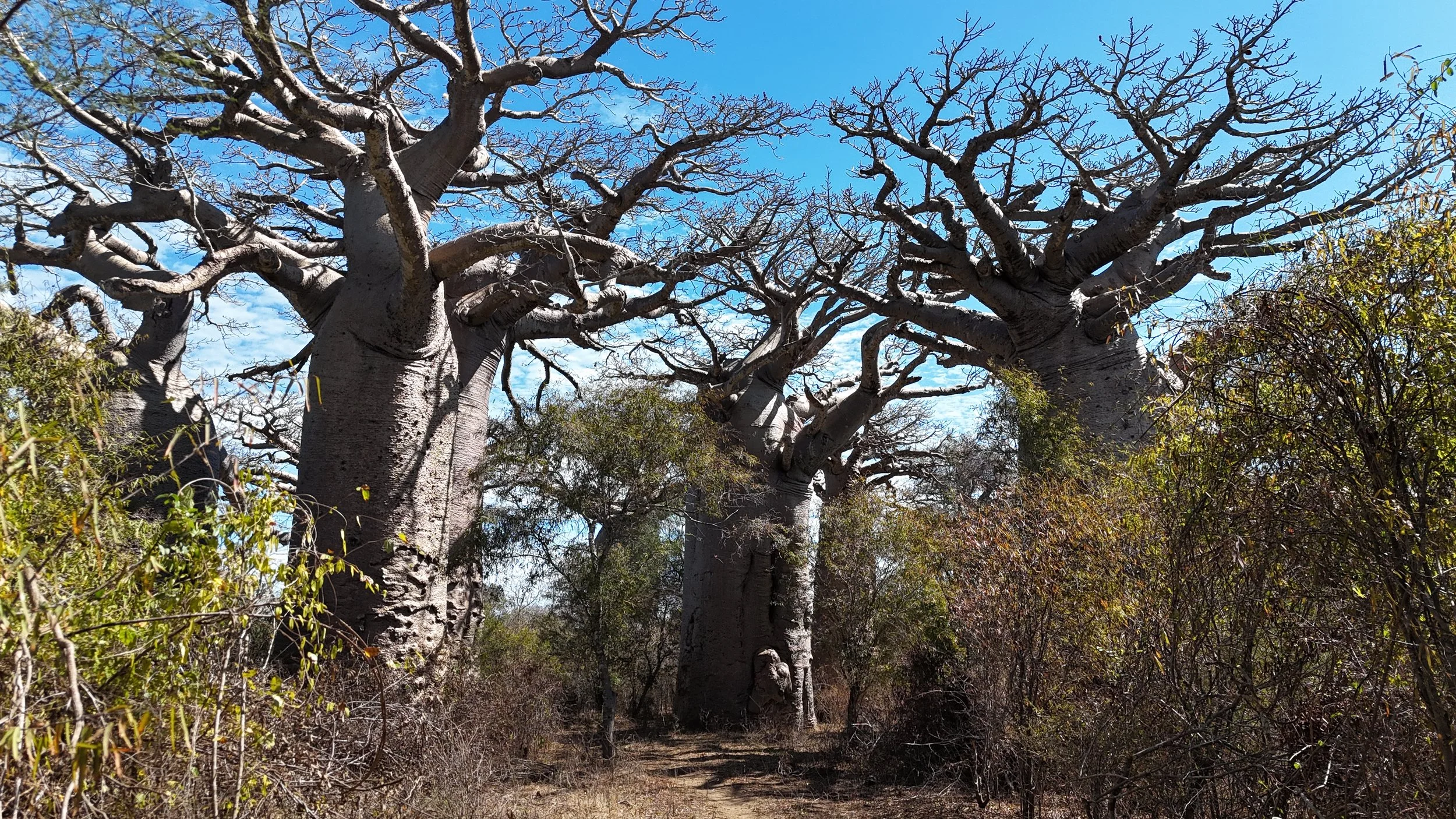 AroBaobab_DJI_20250815112201_0264_D - Header Option.JPG