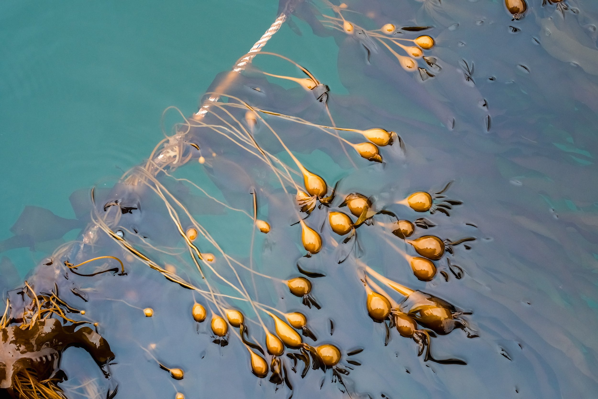 NativeCons_Bull_Kelp–Photo_Credit-Della_Stroh (2).jpg