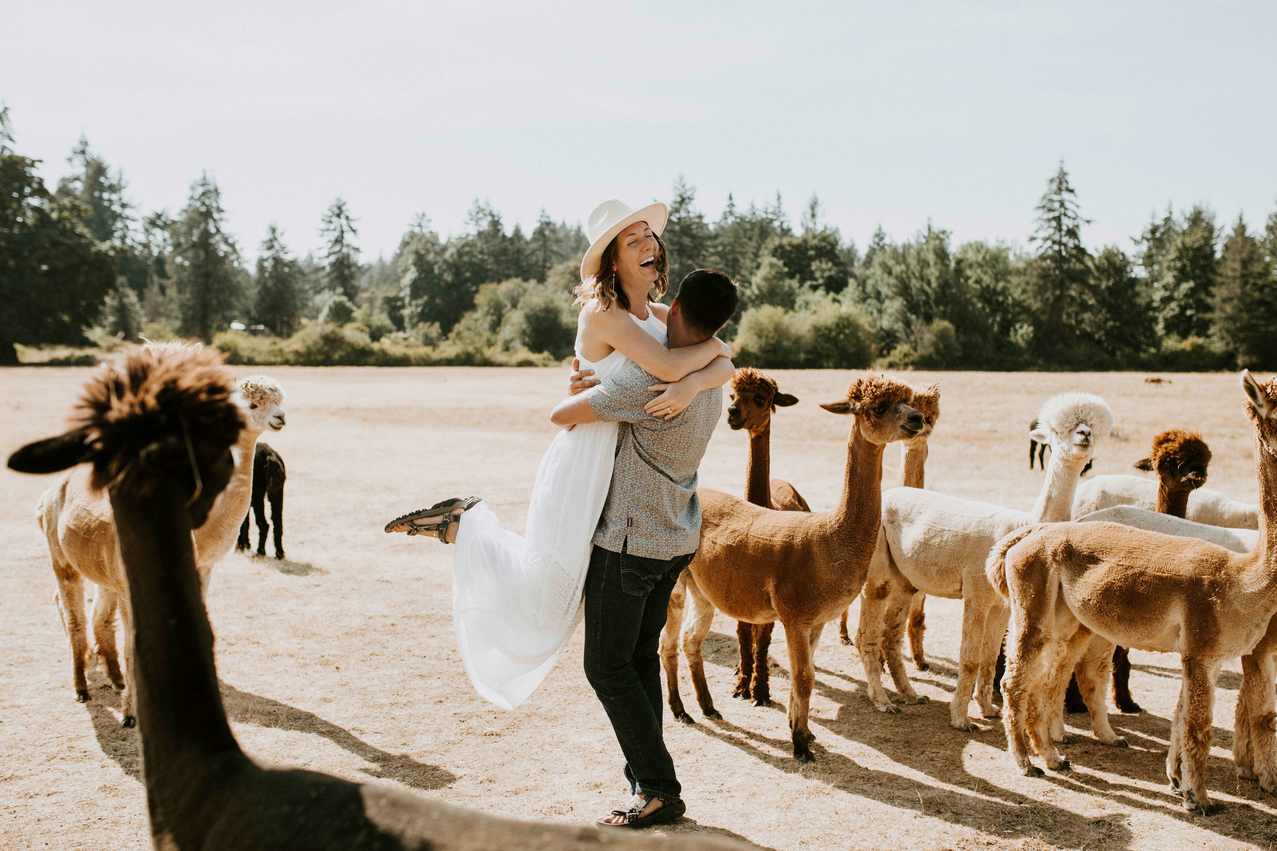 Alpaca farm in Portland, Oregon