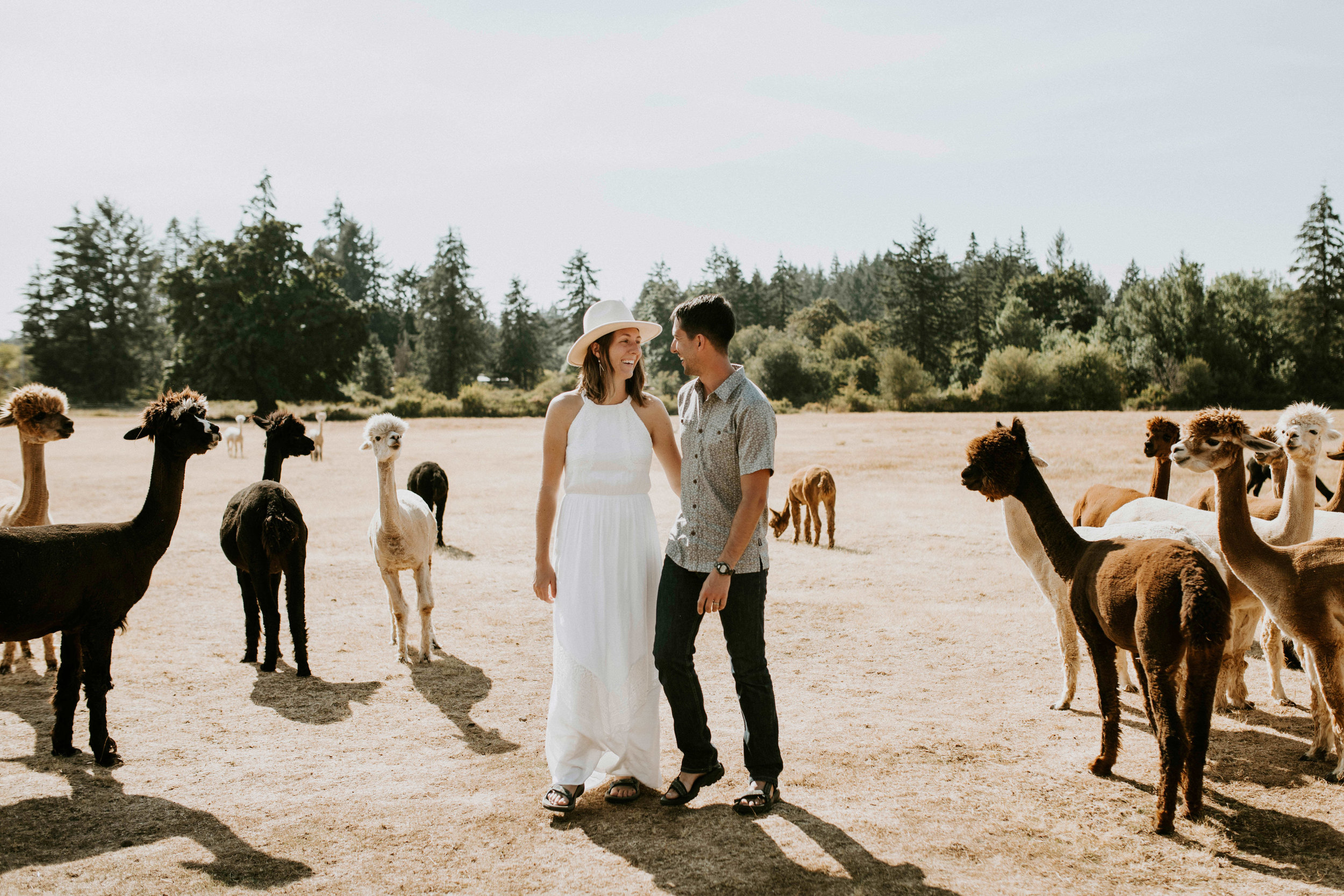 Alpaca farm in Portland, Oregon