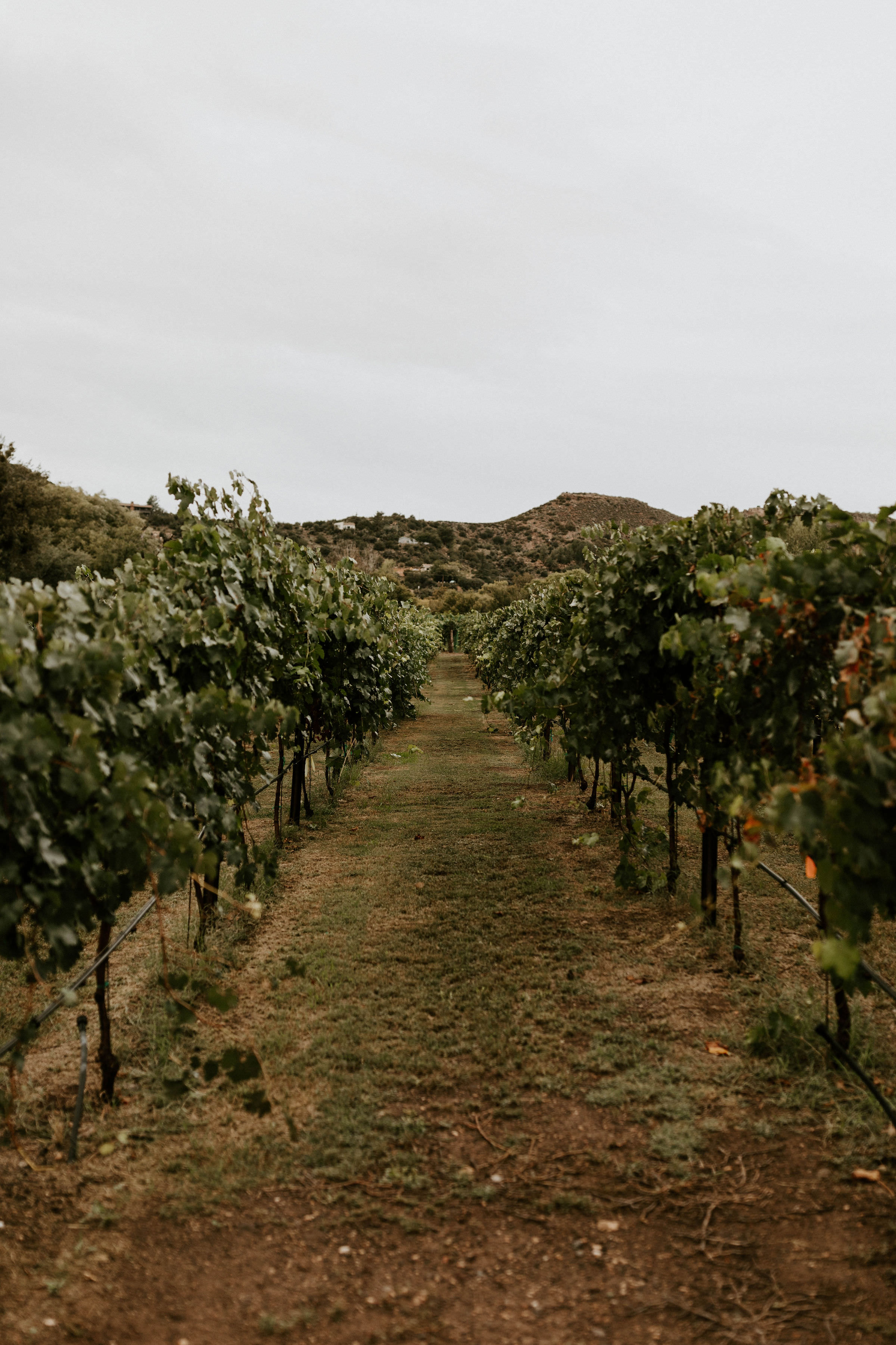 Vineyard at Dancing Apache Ranch in Sedona Arizona