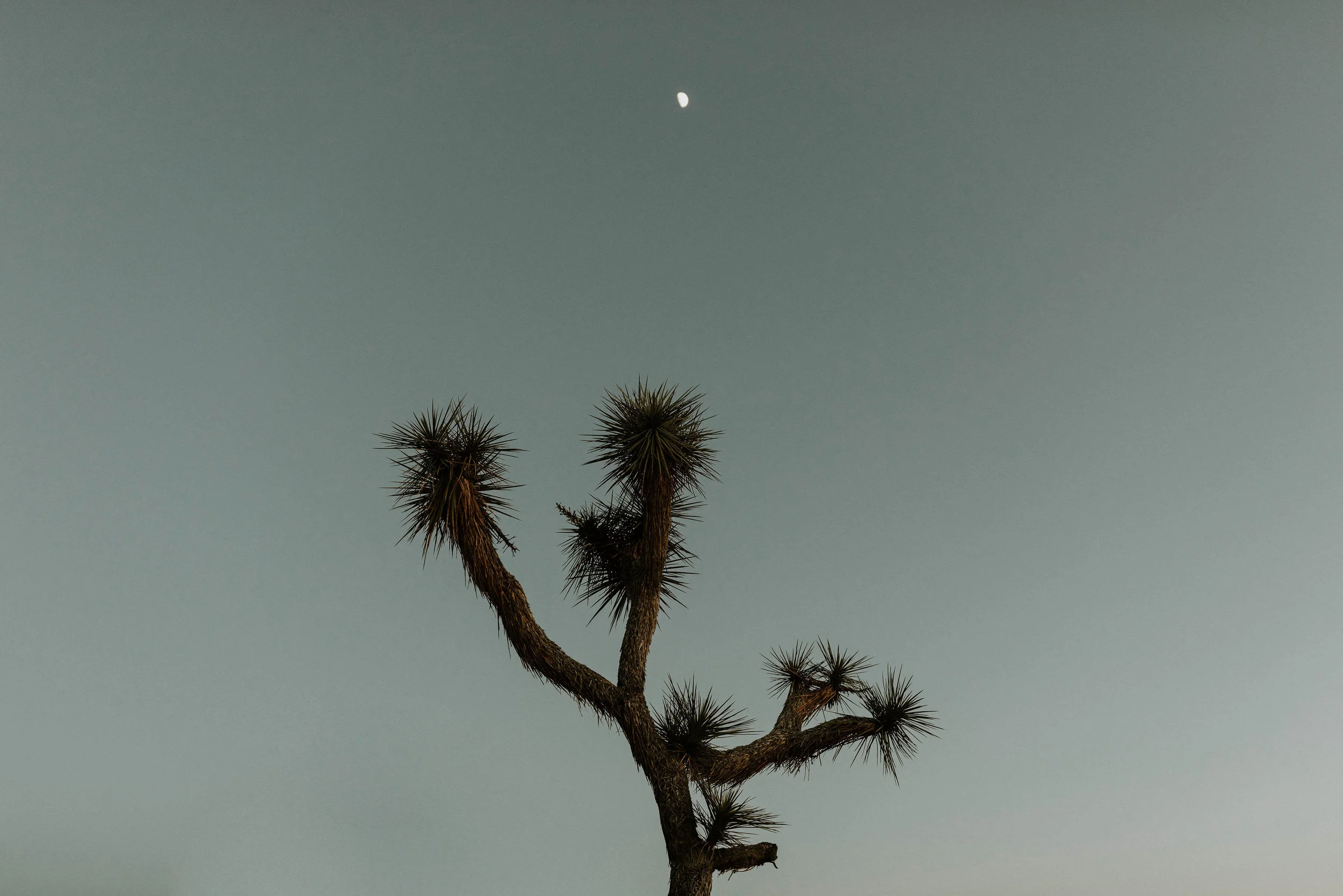 joshuatreeelopementerikagreenephotography223.jpg