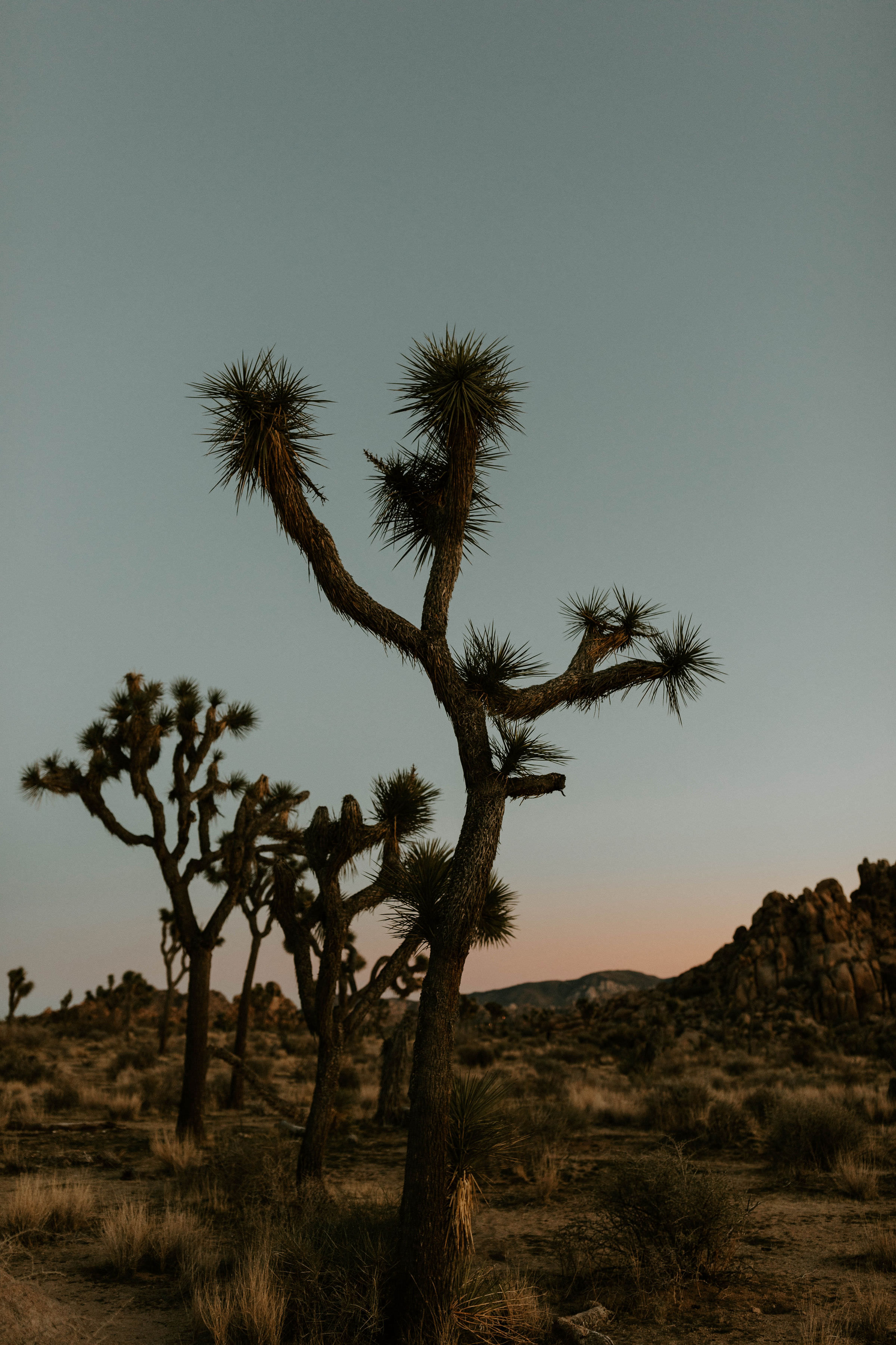 Joshua Tree National Park in California