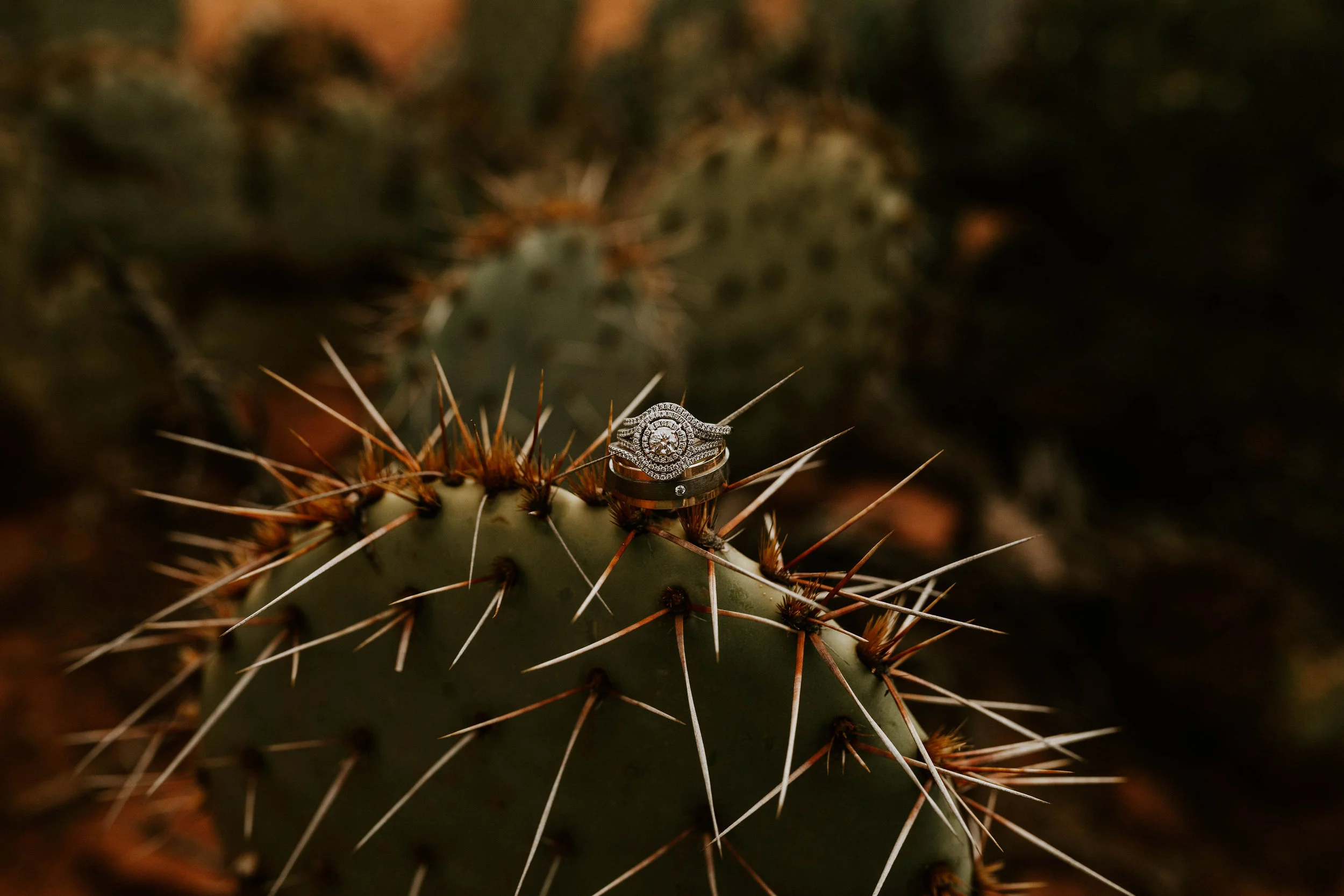 Cactus Ring Shot in Sedona