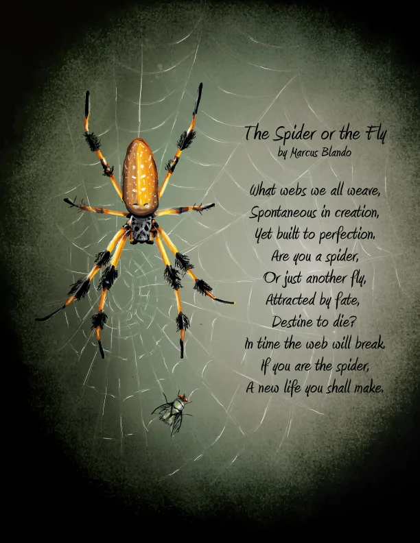 The Spider or the Fly