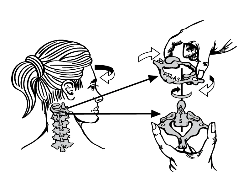 FemaleAtlasAxix(Web).jpg
