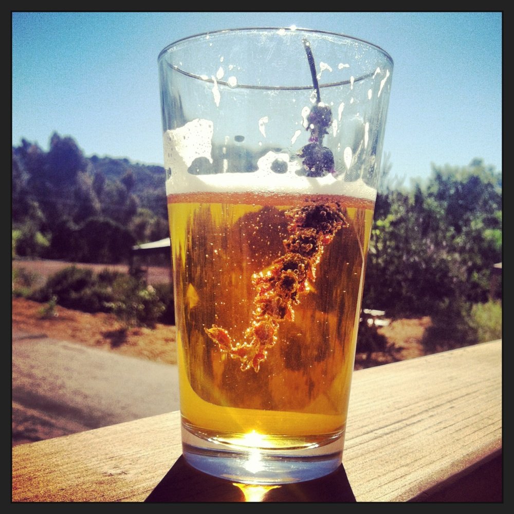 Relax and celebrate with a Stone Beer at the finish. All money from beer sales goes to VeloYouth