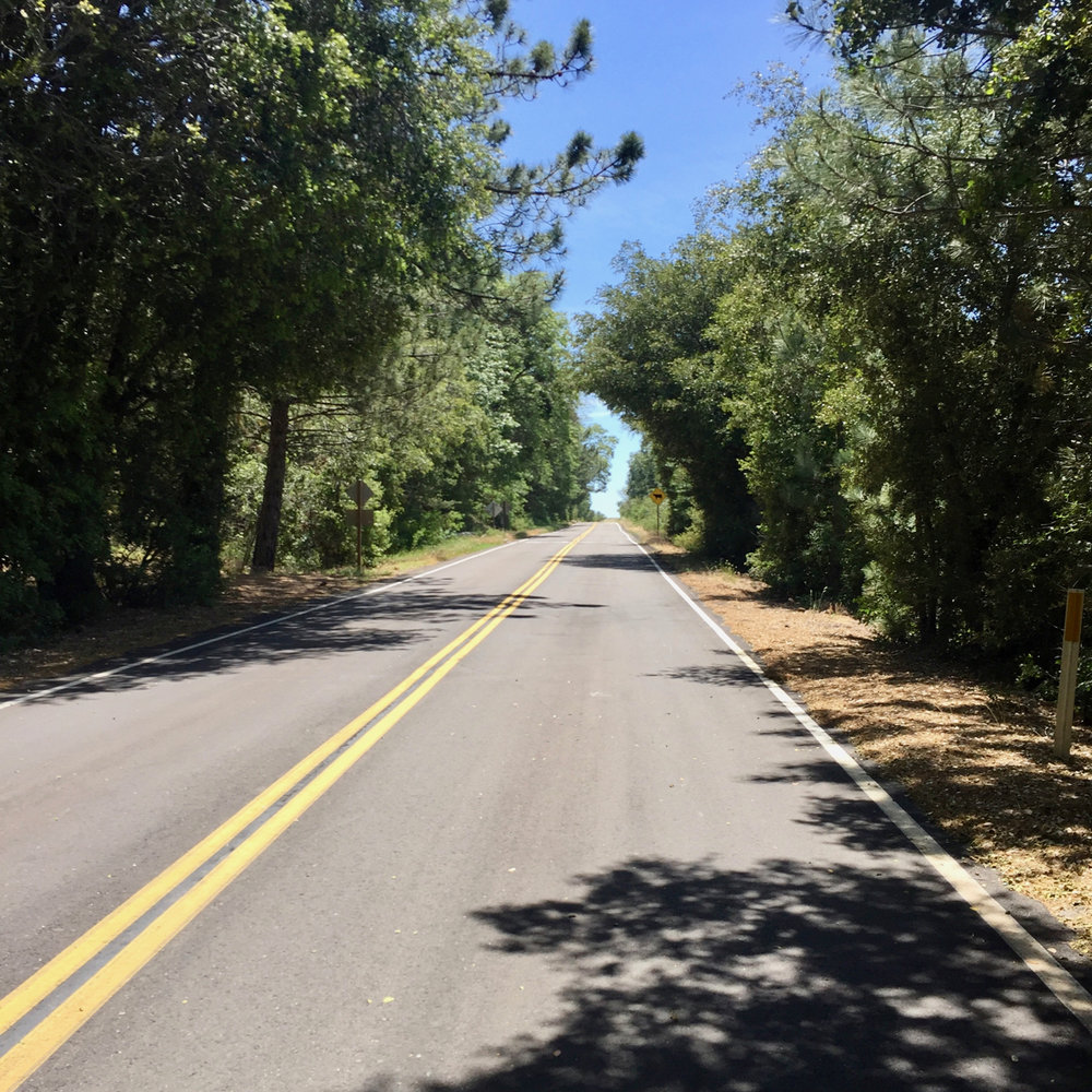 East Grade of Palomar is more shaded every year as the trees fill in.