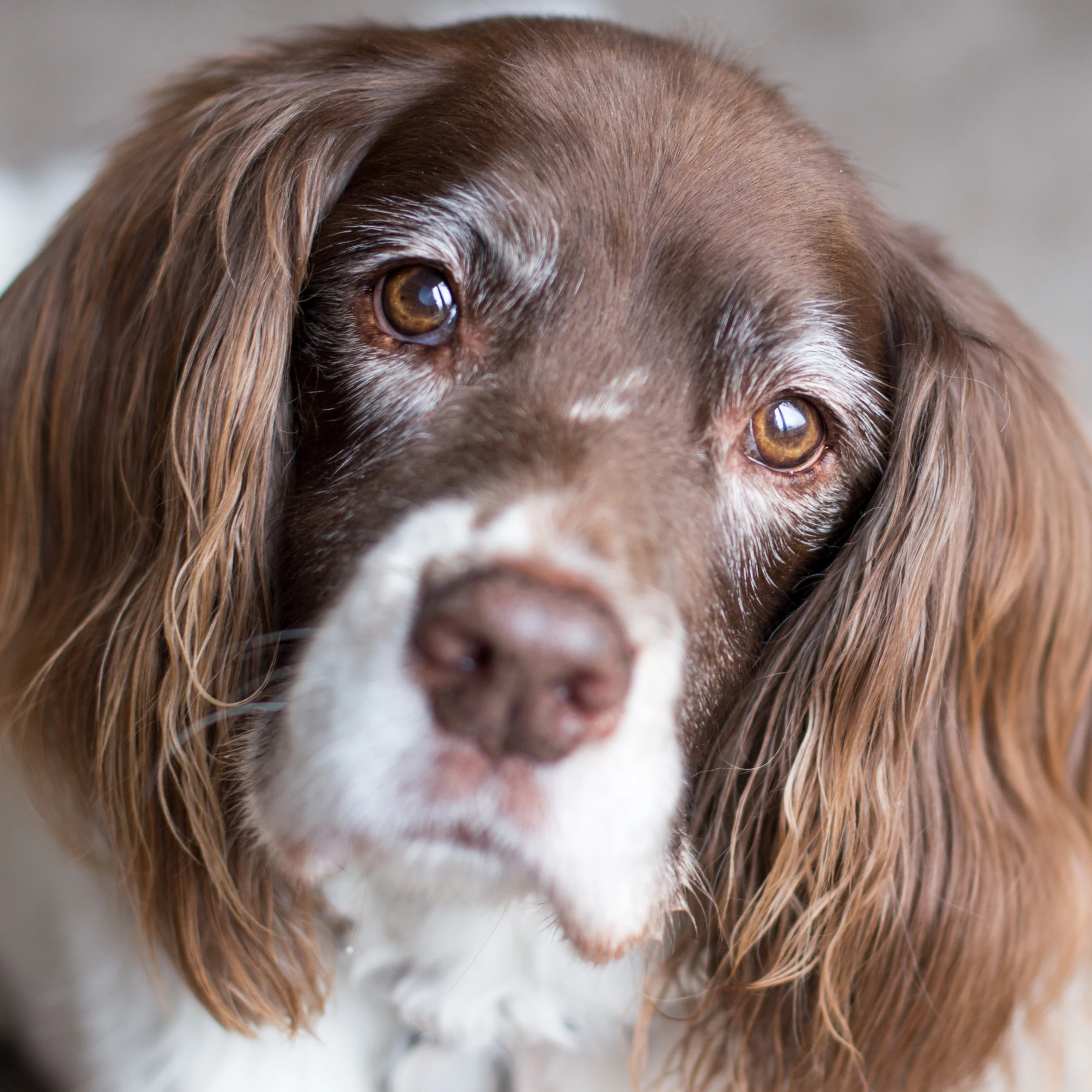 old Marley the Springer
