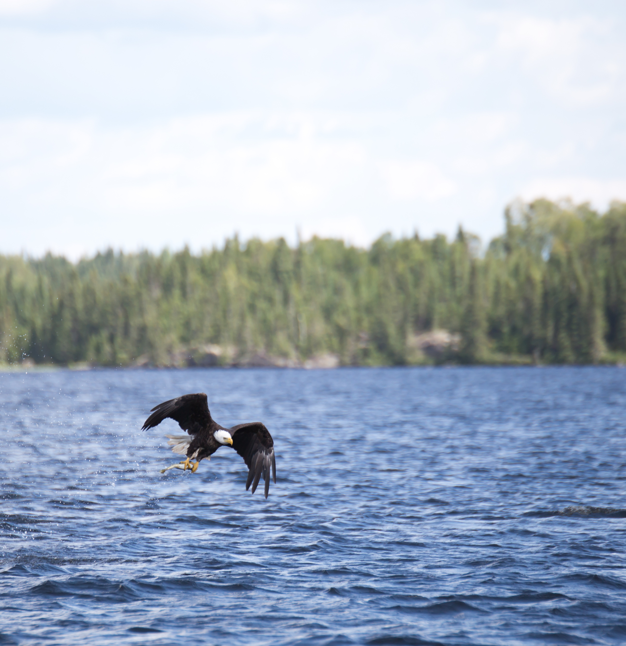 we watched an eagle catch its lunch