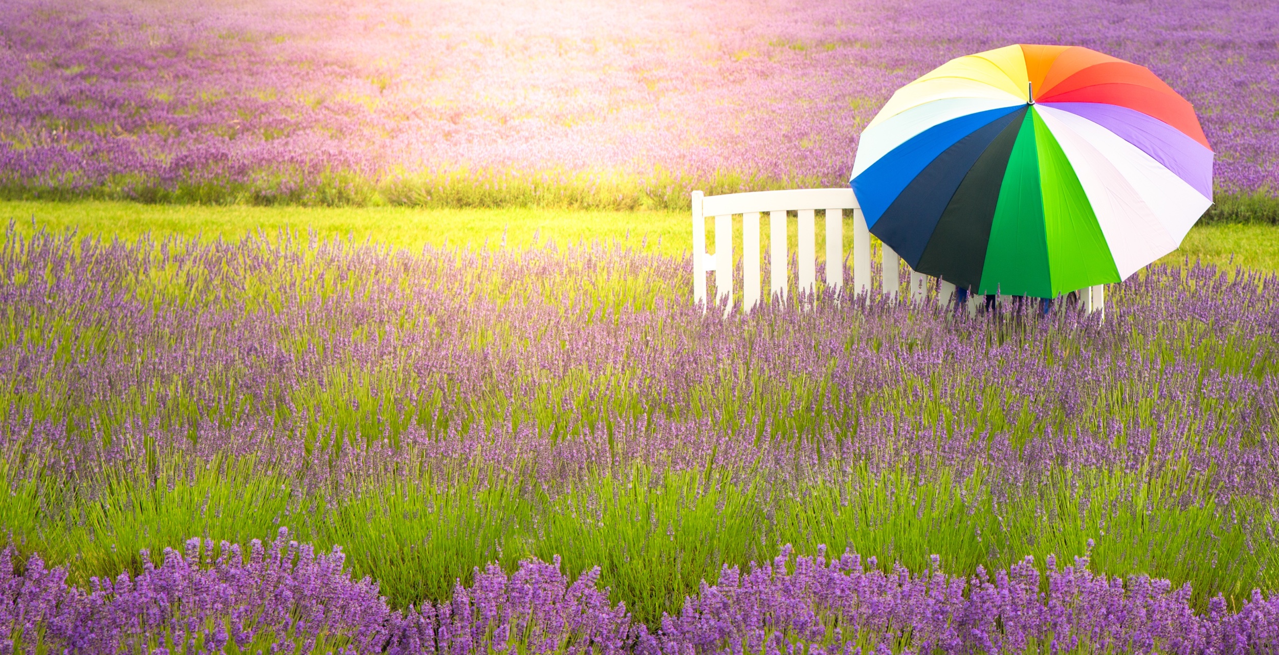 Visiting The Lovely Lavender Fields On Washington Island