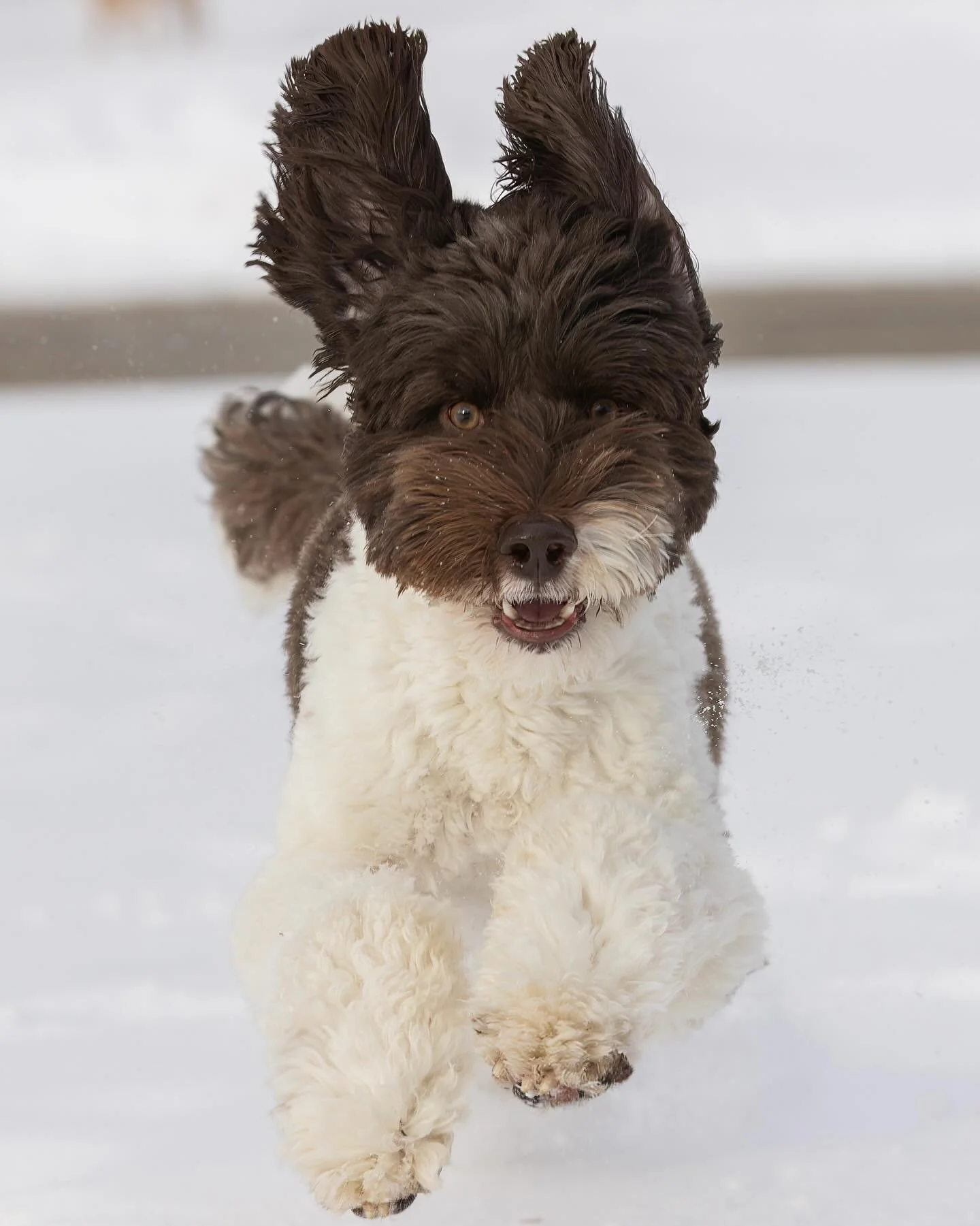 Proof that joy has ears.🥰
@willowbeadoodles