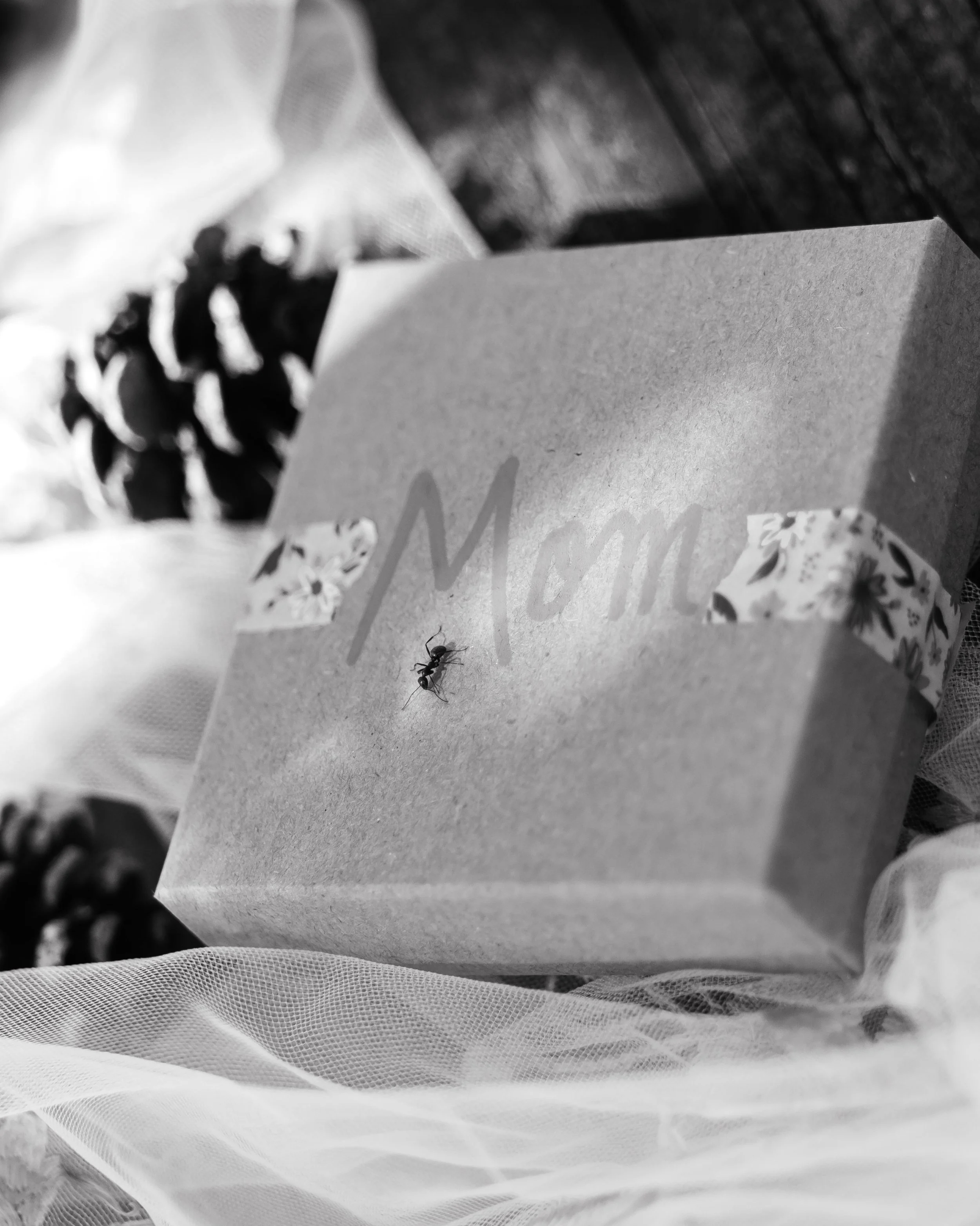 LOW RES Photography By Jill Emmer -11.jpg