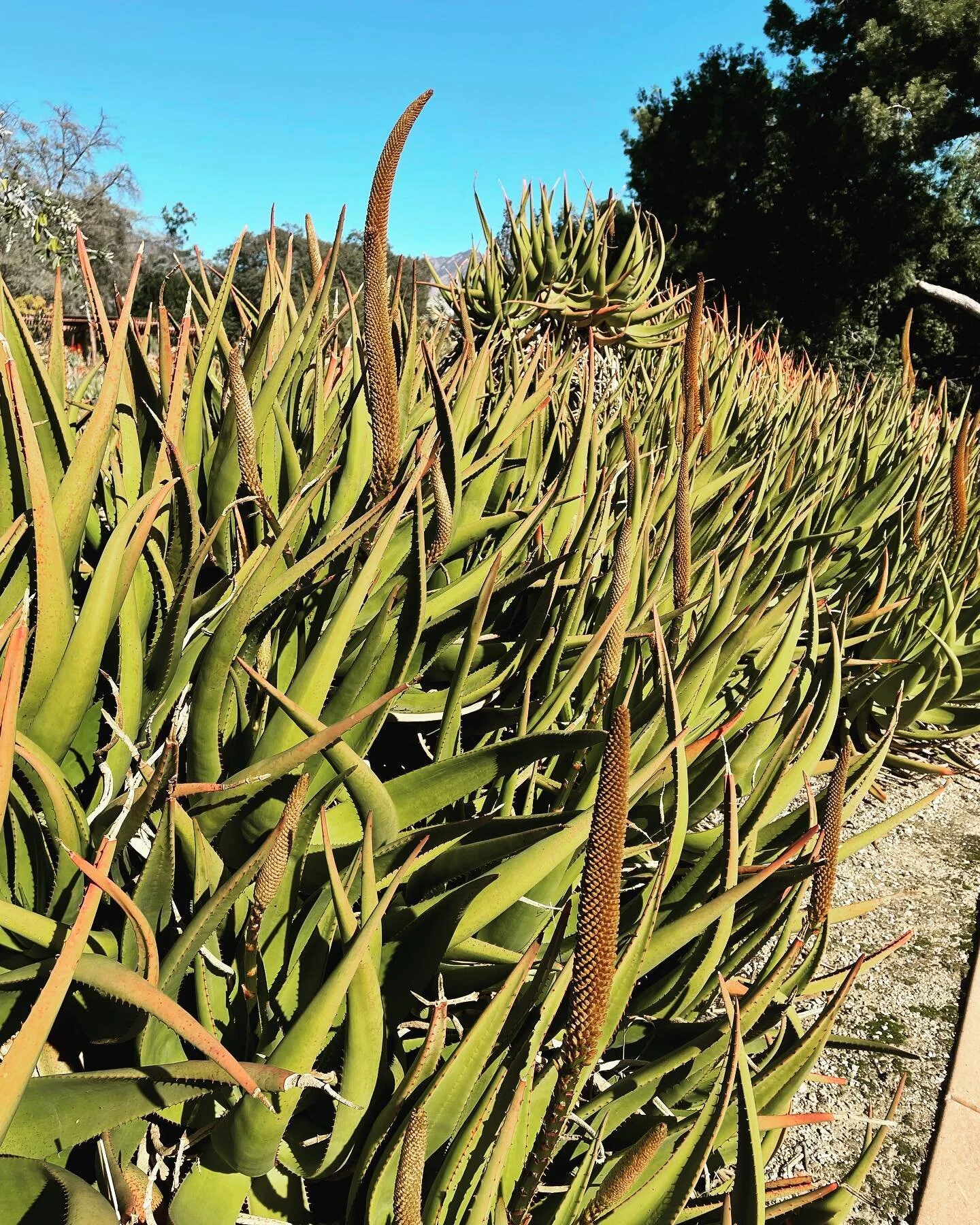 Nina F Ichikawa Writer Speaker