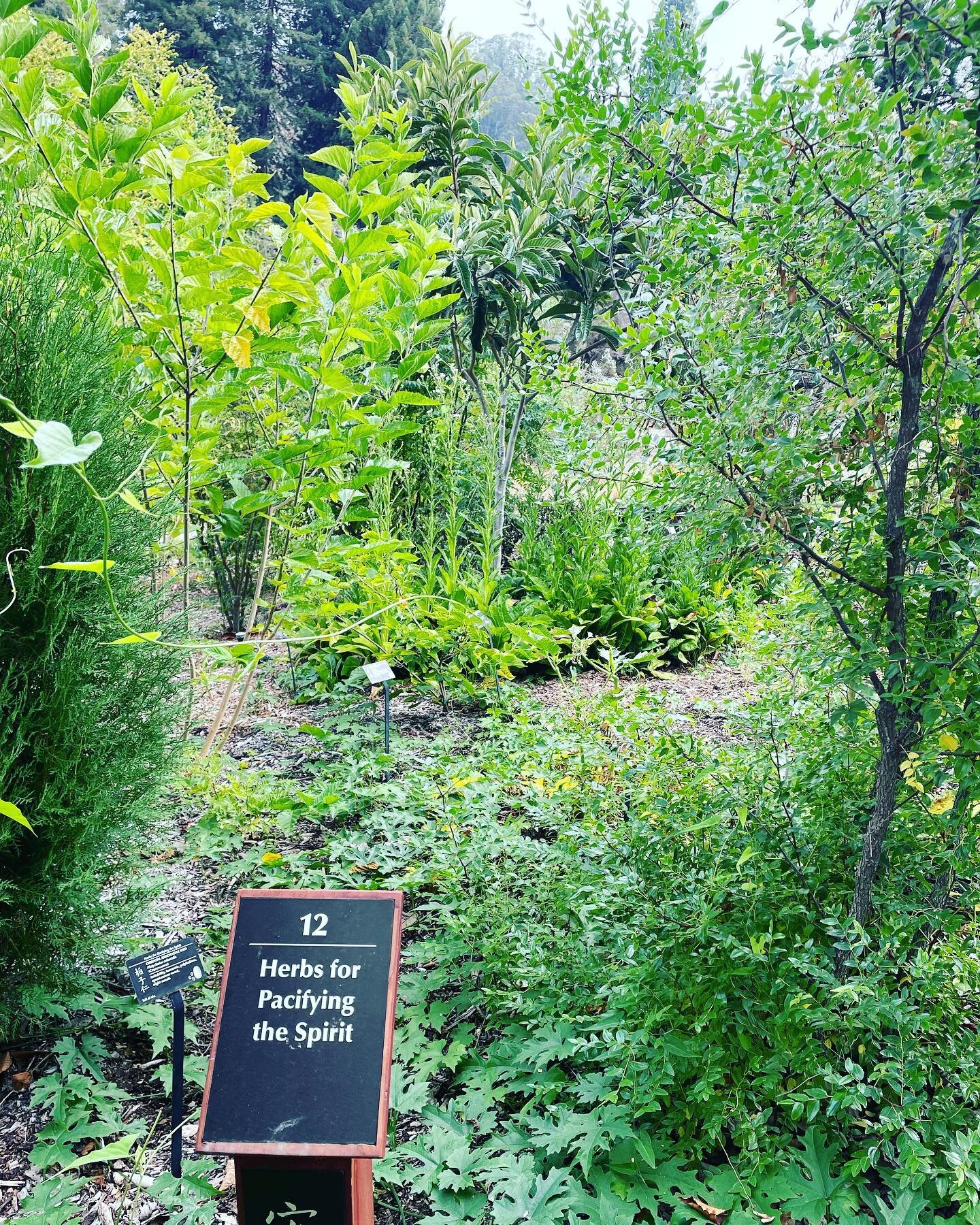 Grateful to start my day at the beautiful @ucbgarden with colleagues from @ucberkeleyfood. Big things brewing!! Love the Chinese medicinal herb garden 💖💖💖🎉🎉🎉