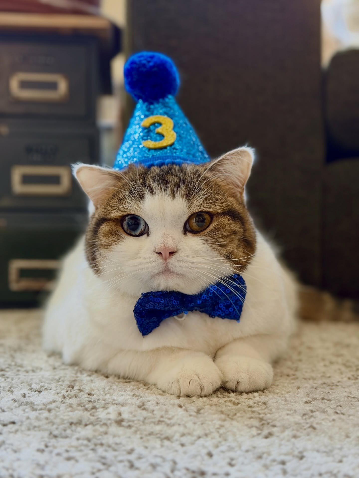 Happy 3rd birthday to the bestest boi in the Land of Lakeview. You light up my world in ways that you could not care less about 💕 🎂🎉🐈

#catmom #birthdayboy #caturday #childlesscatlady #cats_of_instagram
