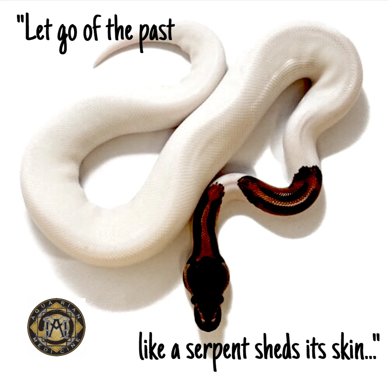 AM white snake.jpg