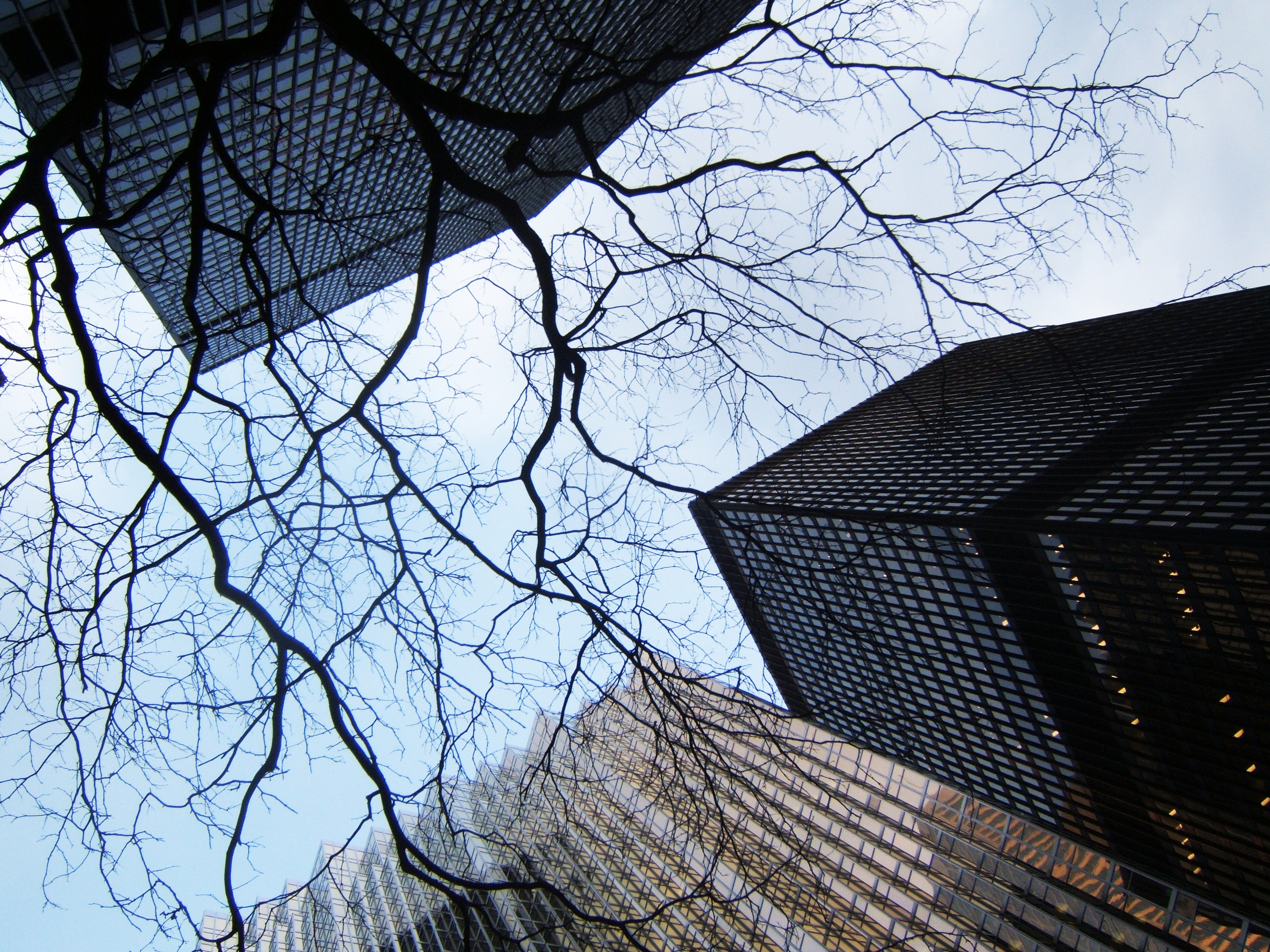 Tree in the City