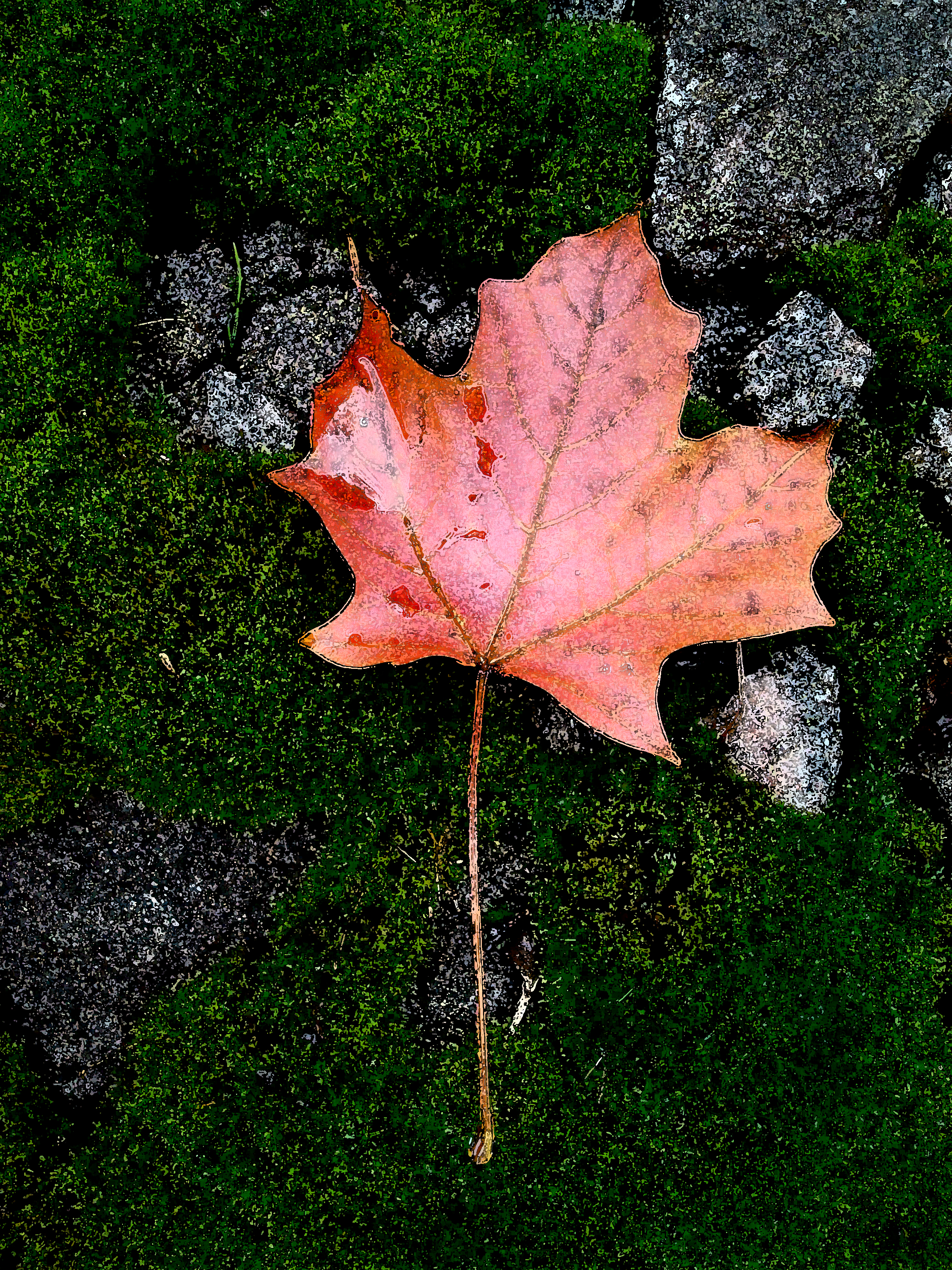 Maple