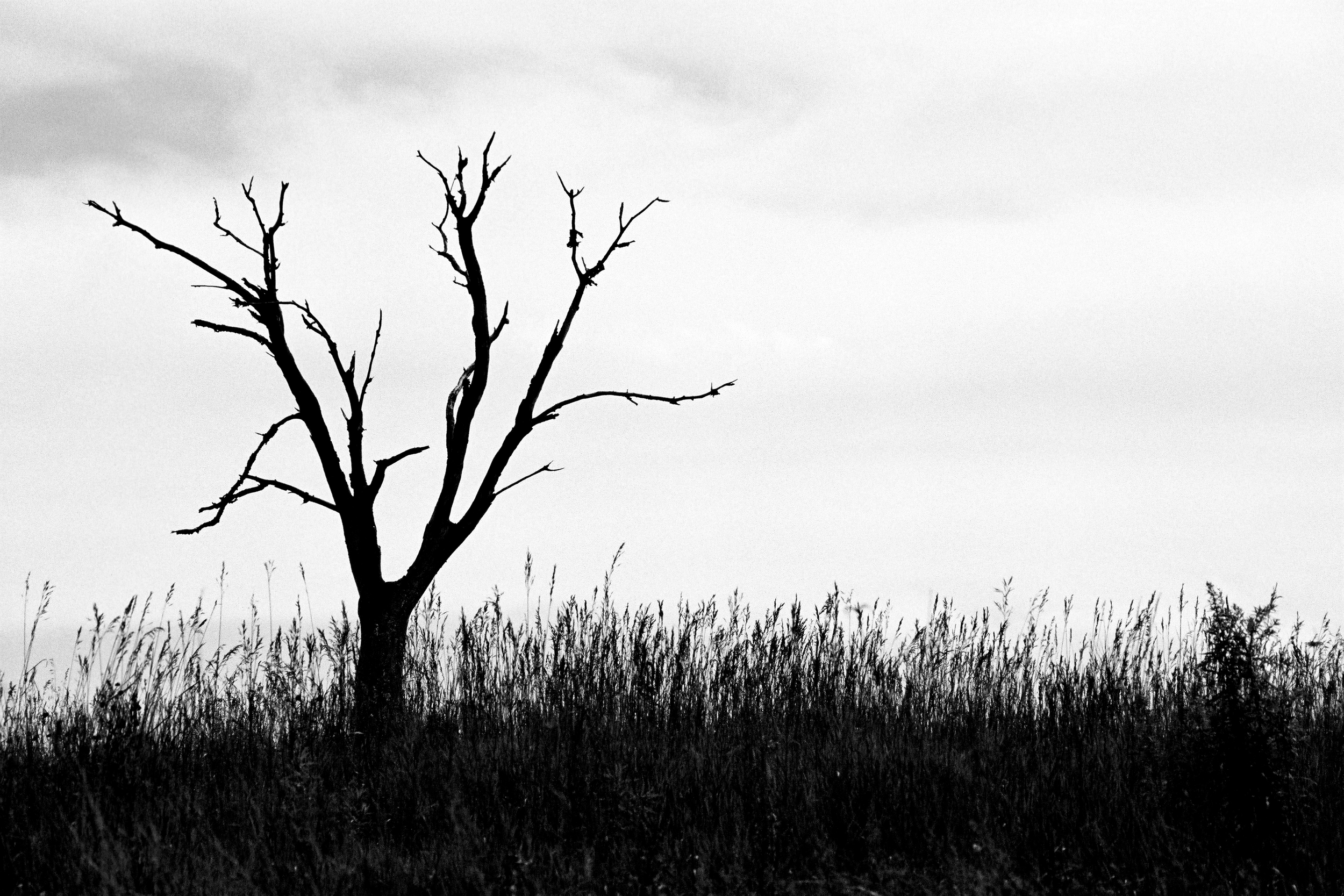 Barren