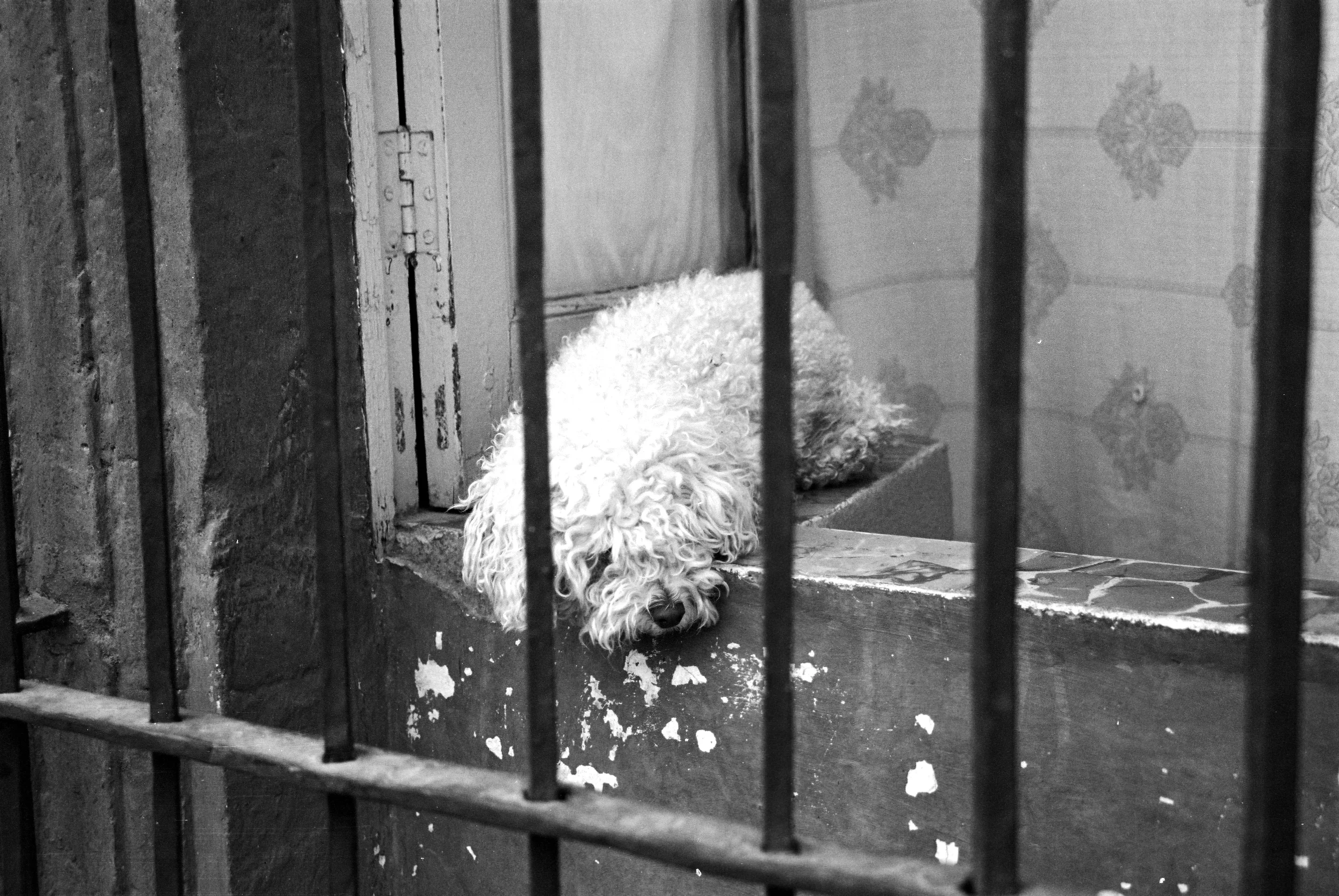 What's My Crime (Dogs of San Miguel Series).jpg