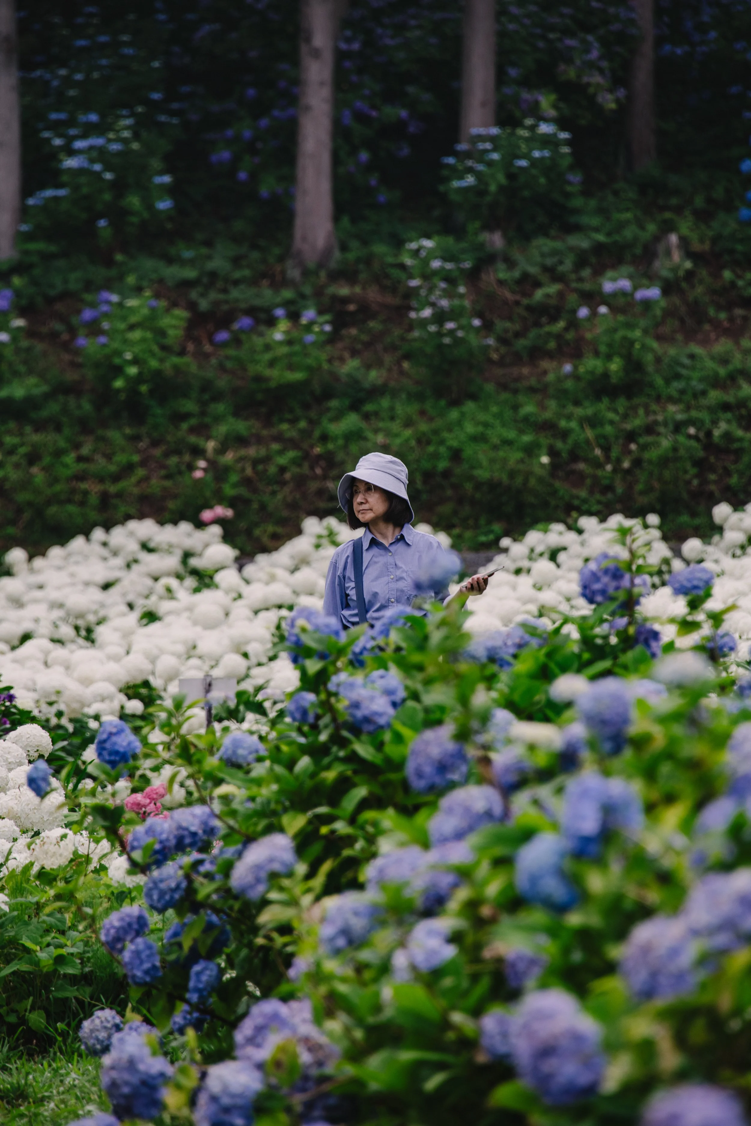 Michinoku Hydrangea Garden