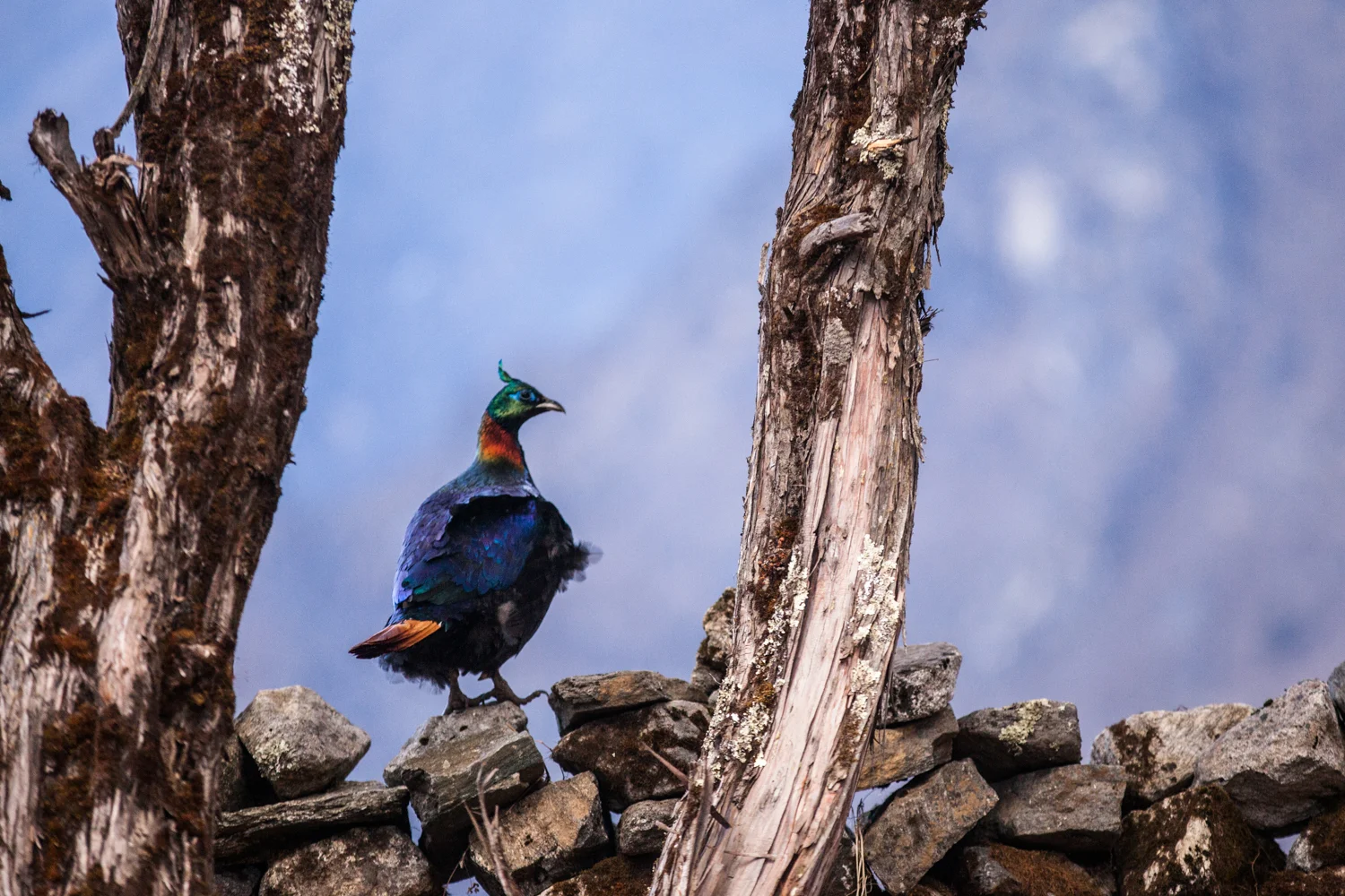 Nepal's beautiful state bird, the Danphe, roams empty potato fields in Phortse Village, Nepal.