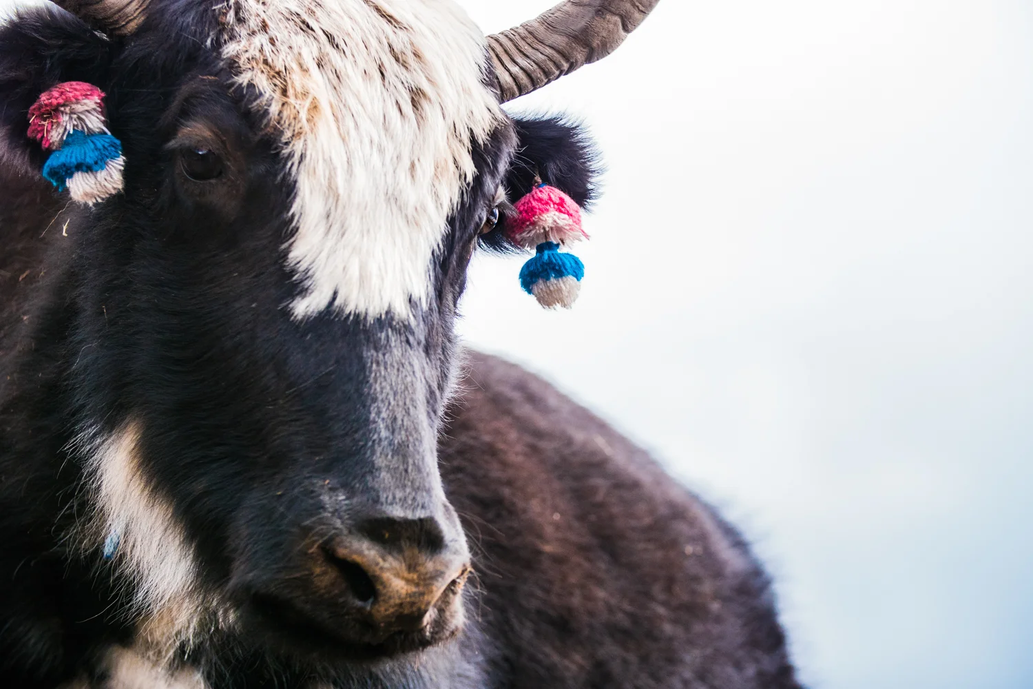Yaks thrive at higher elevations in the Khumbu Valley, but will overheat and die below ~8,000 feet. 